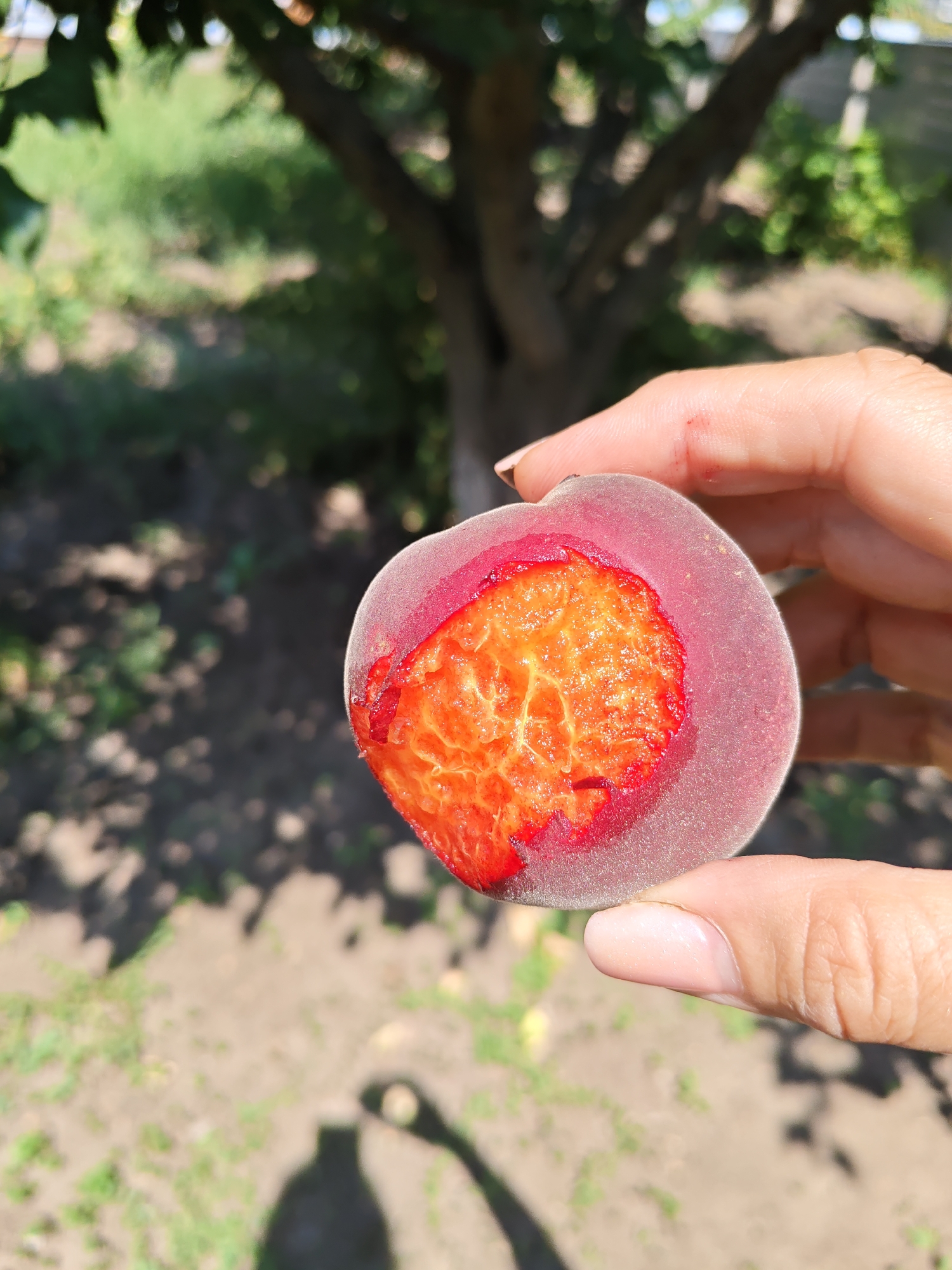 A close-up shot shows a person's hand holding a sliced plum in a garden. The plum is sliced in half, revealing its juicy, orange interior and the red skin surrounding it. The background is blurred, showing trees and a dirt path with grass. The image does not provide any information about the location in the city of Nizhnedonskoy, Russia.