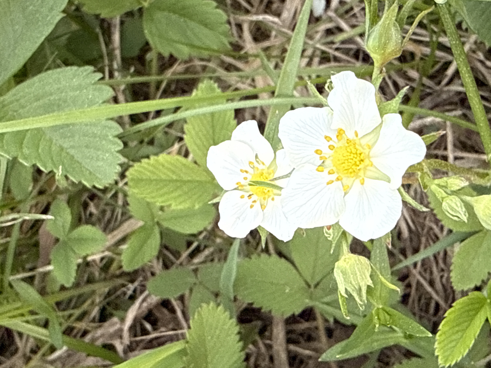 The image shows a close-up view of two white flowers with yellow centers, possibly strawberry blossoms, surrounded by green leaves. The flowers are growing amidst grass and other vegetation on the ground. Dead vegetation is observed scattered throughout. The image does not provide any information that supports a location in the city of Izhevsk, Russia, and I do not have enough information to determine the actual location.