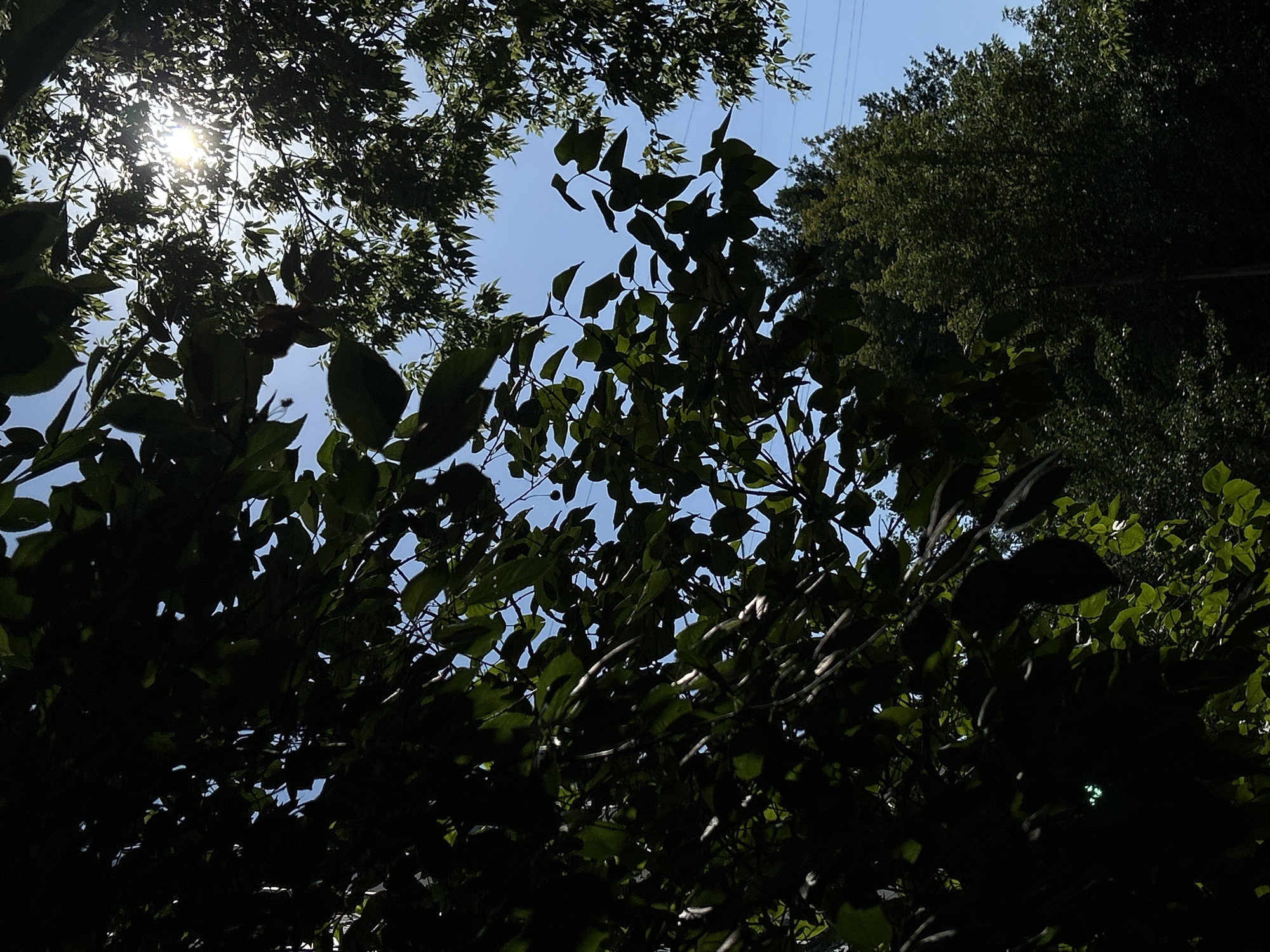 The image captures a dappled sunlight scene filtered through the leaves of trees against a clear blue sky. In the foreground, dark, silhouetted leaves and branches dominate the left and upper portions of the frame. The sunlight pierces through the foliage, creating bright flares and highlighting individual leaves. In the middle ground and background, the lush green canopy of several trees is visible, with power lines subtly appearing against the sky. The scene appears to be outdoors in a natural or park-like setting within an urban environment, given the presence of the power lines. The overall impression is one of a bright, sunny day with a sense of depth created by the layers of foliage and sky.