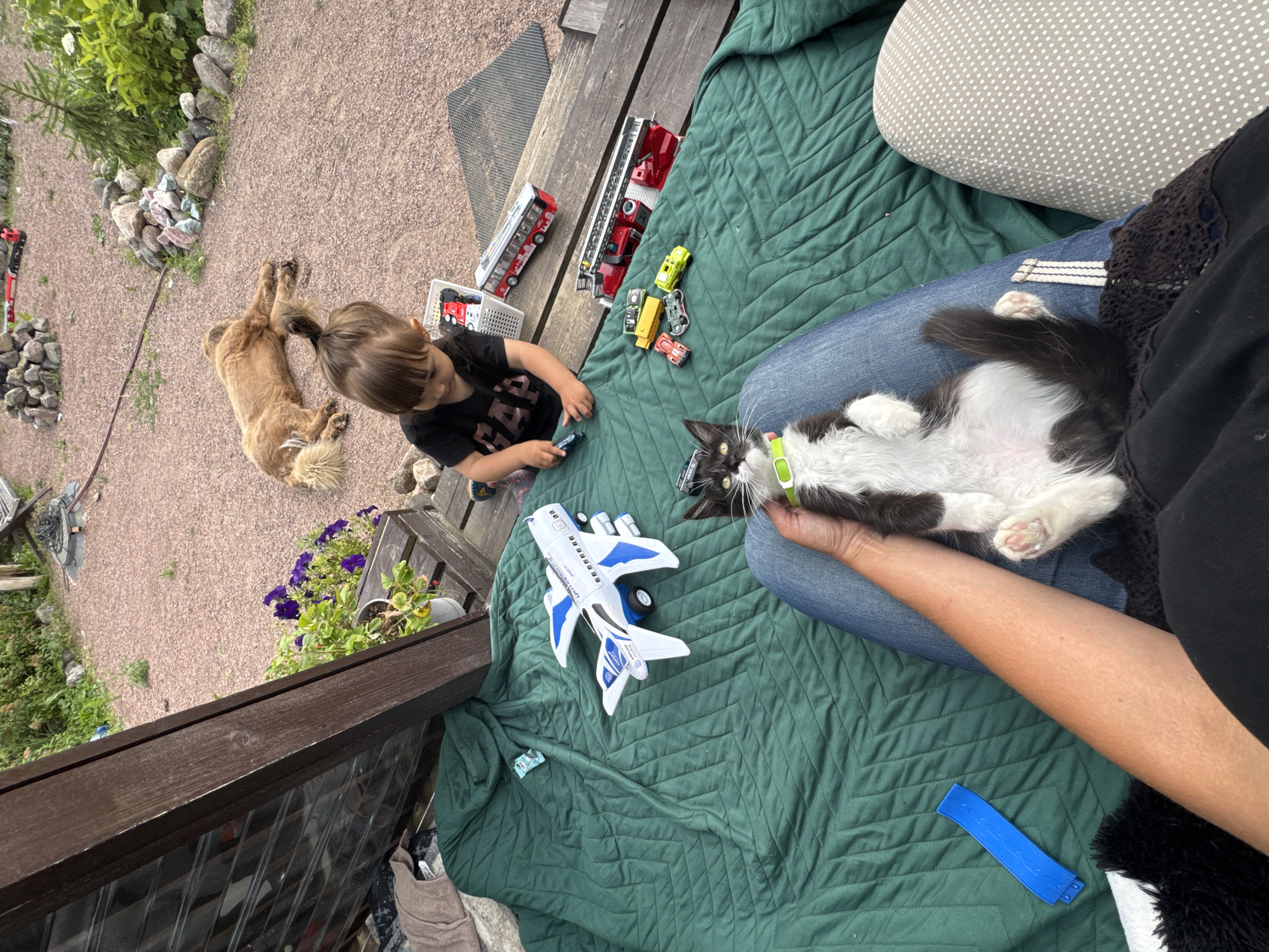 A black and white cat is being held by a person, its belly exposed, with a green collar around its neck. The cat is lying on a green quilted blanket. In the background, a young child in a black t-shirt is playing with toy vehicles, including a red and white toy bus and a red toy fire truck. Nearby, a golden dog is lying on a gravel surface. The scene appears to be an outdoor setting with a wooden deck or patio, surrounded by gravel and vegetation. There are also some rocks and a wooden structure in the background. The image was taken in Kempelevo, Russia.