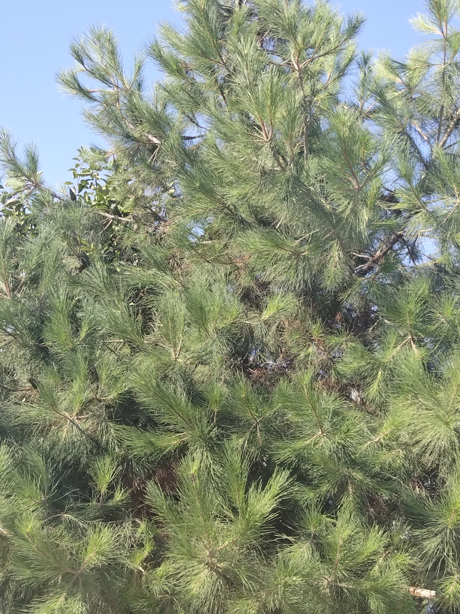 A close-up, full-frame shot of the upper branches of a pine tree against a clear blue sky. The pine needles are a vibrant green, and the branches are a reddish-brown. The sunlight filters through the needles, casting dappled shadows. In the background, other trees and foliage are visible. The image was taken in Kogon City, Uzbekistan.