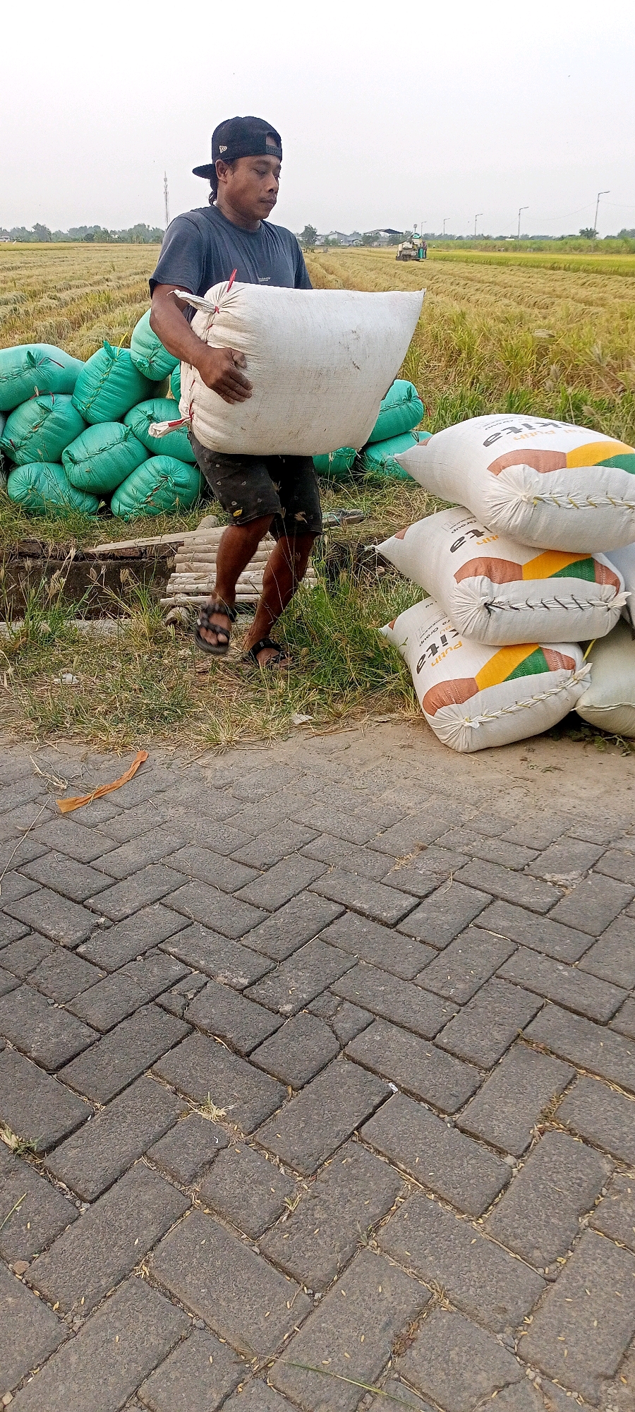 In Gempolklutuk, Indonesia, a man wearing a black t-shirt, dark shorts, and a black baseball cap carries a large white sack across his shoulders. He is walking on a paved pathway made of grey interlocking bricks arranged in a herringbone pattern. To his left, a pile of green sacks is stacked. Behind the man, a harvested rice field with rows of straw stretches into the distance, and a combine harvester is visible in the middle ground, along with some streetlights. The sky is overcast.