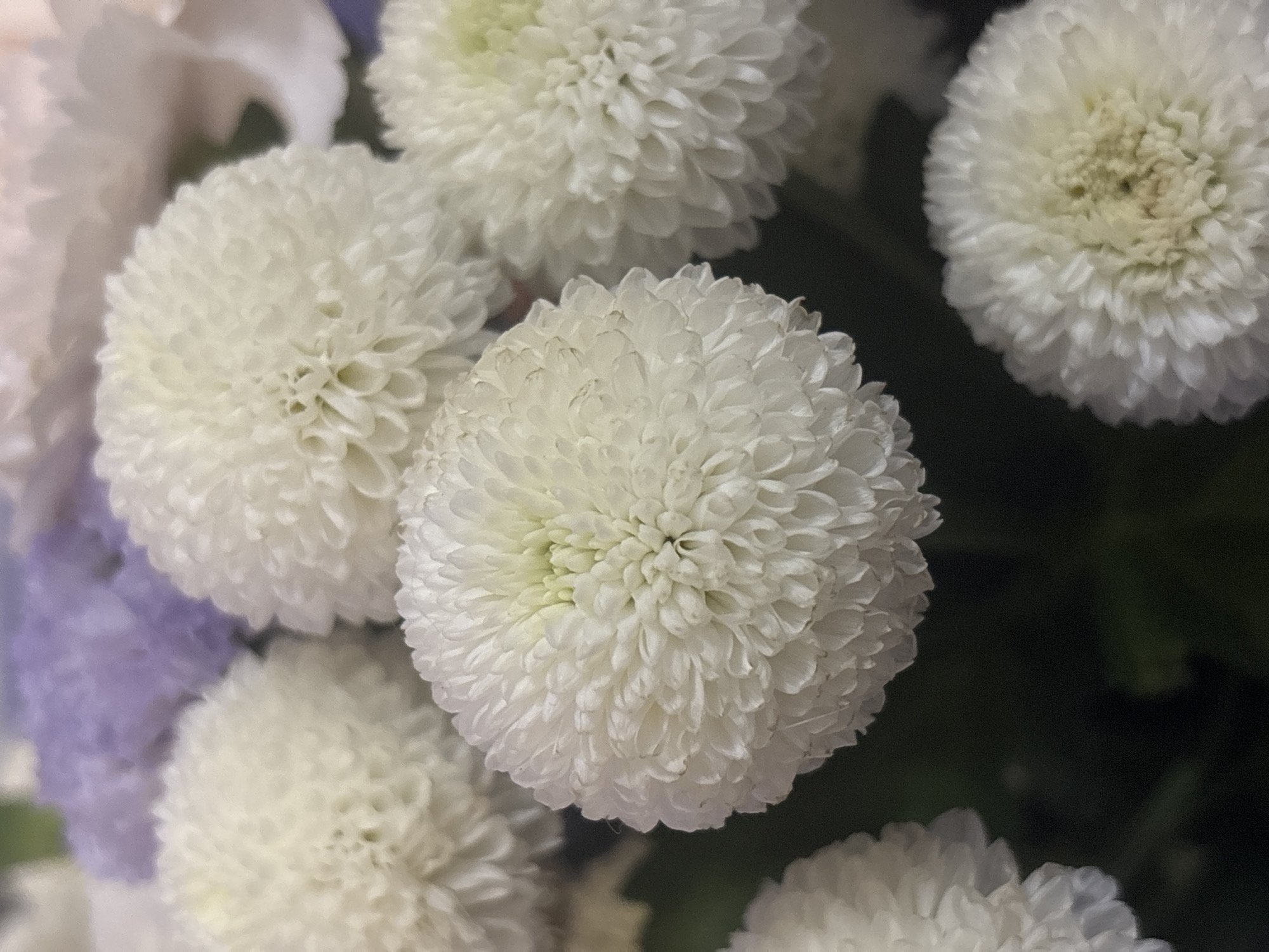 A close-up, eye-level shot captures a bouquet of white, spherical chrysanthemums, also known as pompons. The flowers are densely packed with numerous small petals that create a textured, globe-like appearance. In the background, a cluster of blurred purple flowers adds a contrasting splash of color. The lighting is soft, highlighting the delicate details of the white petals and creating a gentle depth of field. The scene appears to be indoors, possibly a home or event setting. There is no indication of a specific location in Chaikovsky, Russia.