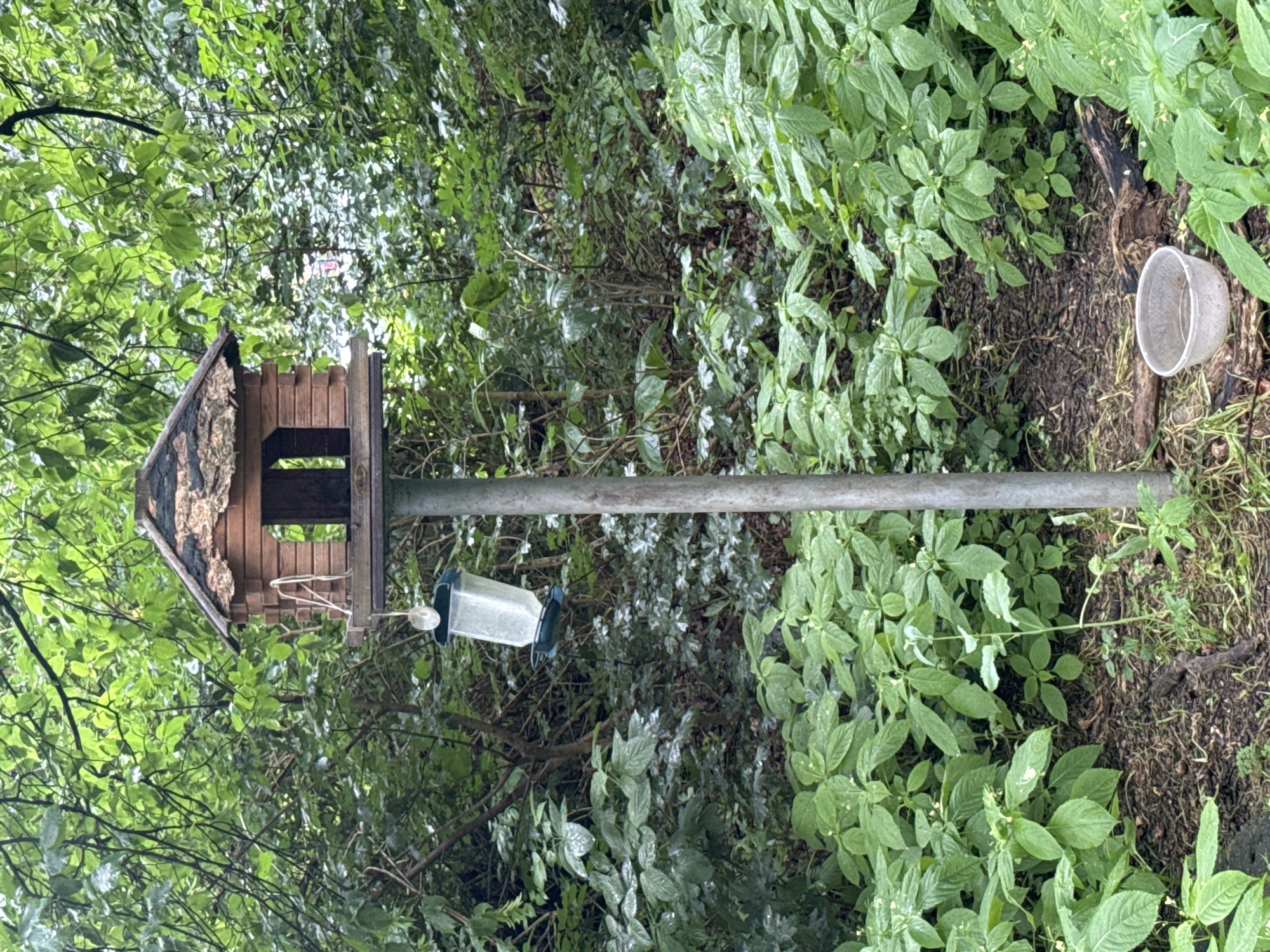 A wooden birdhouse mounted on a metal pole is surrounded by lush green foliage. A plastic bird feeder hangs from the birdhouse. In the foreground, a small plastic bowl sits on the ground. The scene appears to be a natural setting, possibly a park or garden, with dense vegetation and trees in the background. The lighting suggests it is daytime, and the overall atmosphere is serene and natural.