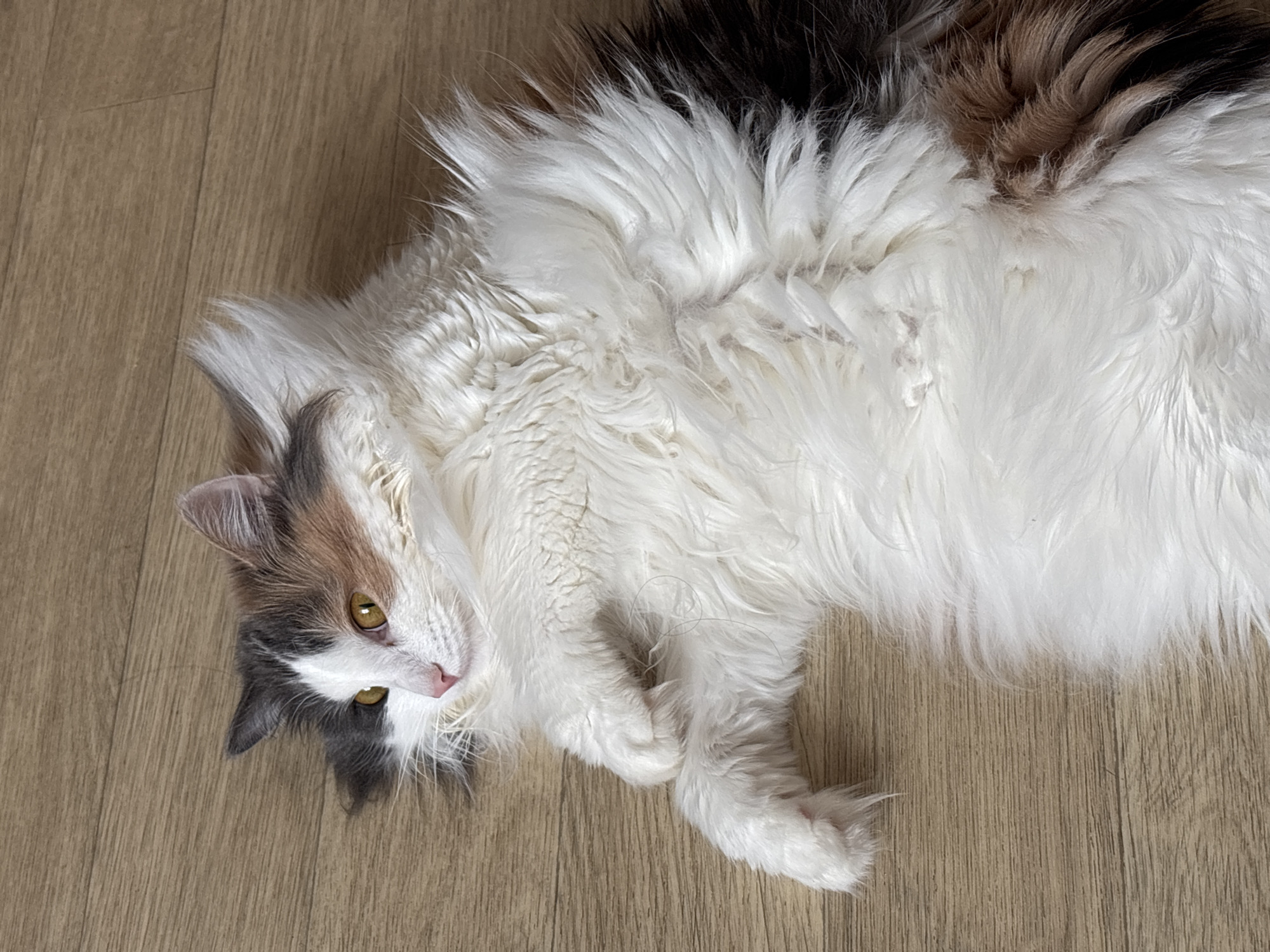 A long-haired calico cat is lying on its back on a light-colored wooden floor. The cat is looking up with golden eyes. Its paws are curled near its chest. The environment suggests an indoor space, likely a home. The location is not discernible from the image.