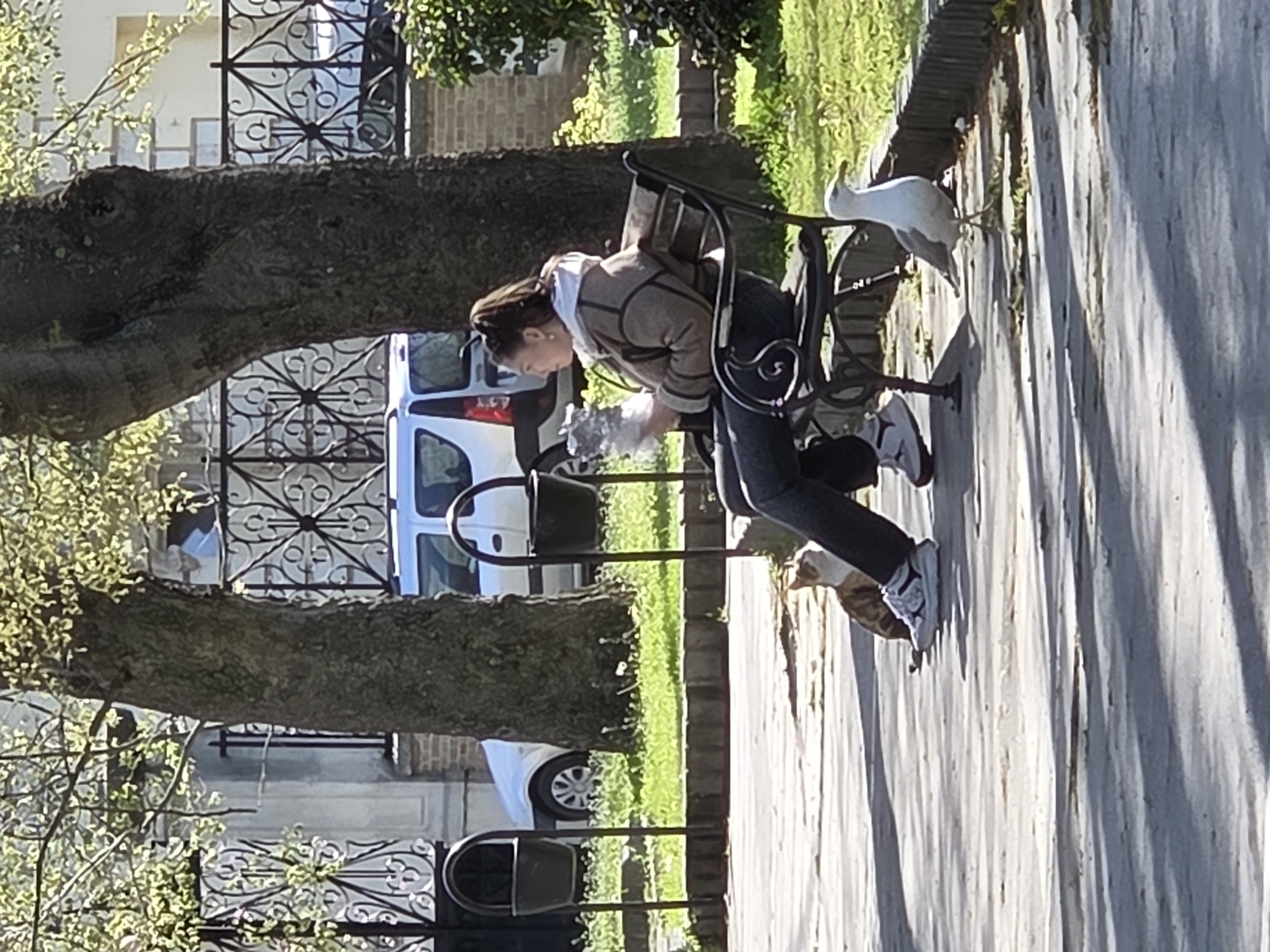 The image depicts a daytime scene in what appears to be an urban park or promenade in Varna, Bulgaria. The photograph is oriented vertically, rotated 90 degrees clockwise.
In the foreground, a person, presumably a young woman, is seated on a black ornate metal park bench. She is leaning forward, looking down towards the ground, with her hands extended over a white, possibly crumbled, object or food item. She is dressed in a light brown and white jacket, dark trousers, and white athletic shoes. Her hair is tied back.
To the right of the person, perched on the backrest of the bench, is a white seagull, also looking towards the person's hands or the ground. Below the bench, near the person's feet, a tabby cat is visible, crouched and looking up, seemingly attentive to the activity. The scene suggests the person is feeding or about to feed the animals.
The environment includes a paved walkway or path, which is well-lit by direct sunlight, casting long, defined shadows. To the left of the bench are two large tree trunks, with some green foliage visible. Beyond the immediate area of the bench and trees, there is a strip of green grass, followed by a decorative black metal fence featuring elaborate scrollwork patterns. In the background, behind the fence and grass, white buildings are visible, along with a white van and another white car.
The clear sky and strong shadows indicate a bright, sunny day, likely midday or early afternoon. No visible text is present in the image.