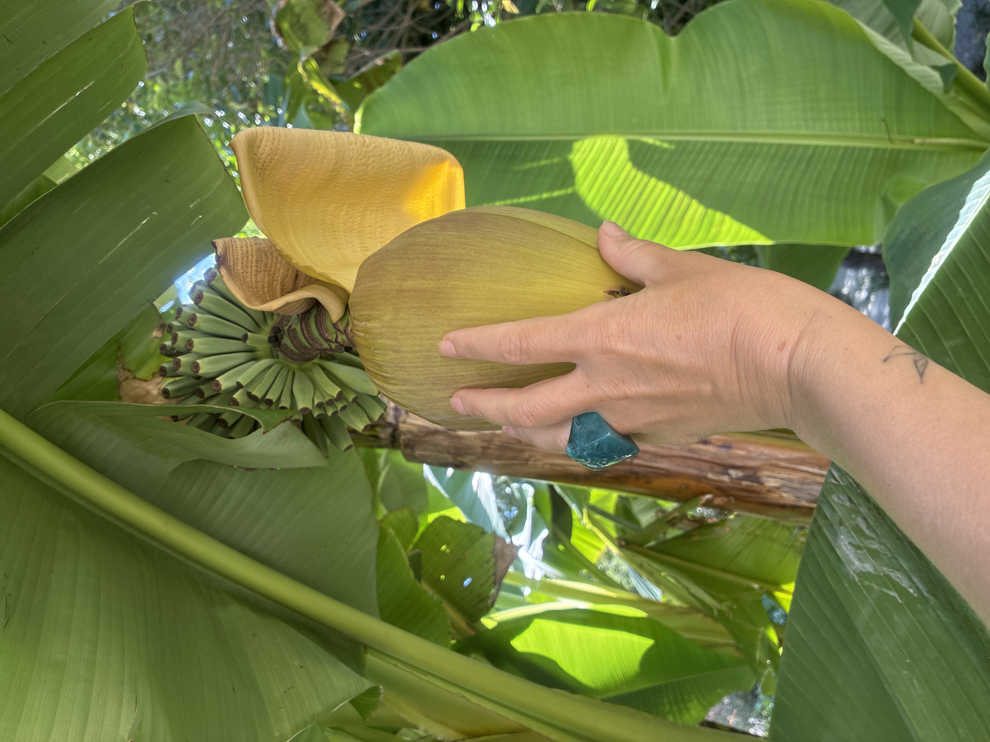 A hand wearing a large, irregular, teal-colored stone ring is shown touching a large, elongated, greenish-yellow banana flower bud. The banana flower is surrounded by broad, green banana leaves, some of which are backlit by the sun, creating bright highlights and shadows. In the background, a cluster of small, green bananas is visible, along with the trunk of a banana plant. The scene appears to be outdoors, in a lush, possibly tropical or subtropical environment. There are no visible landmarks that would indicate the specific location of Sochi, Russia.