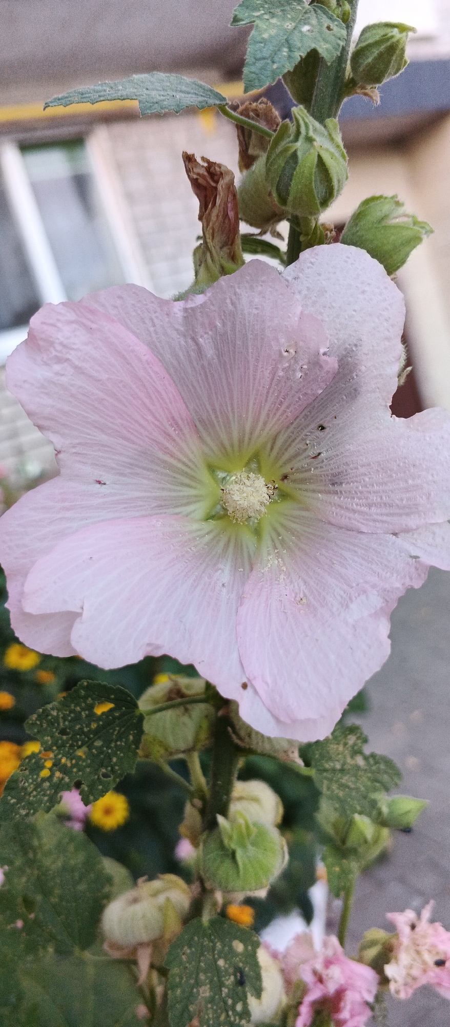 The image shows a close-up of a light pink hollyhock flower in bloom. The flower has delicate, translucent petals with prominent veins radiating from the center. The center of the flower is a pale yellow-green, with a cluster of light-colored stamens. Several water droplets are visible on the petals, suggesting recent rain or dew. The flower is attached to a green stem, which is also supporting several unopened green buds and some dried, brown remnants of previous blooms. Green leaves, some with small holes and white speckles, are visible in the foreground and background. In the blurred background, hints of yellow flowers and a brick building are discernable. The image appears to have been taken outdoors, likely in a garden or park setting within the city of Smila, Ukraine.