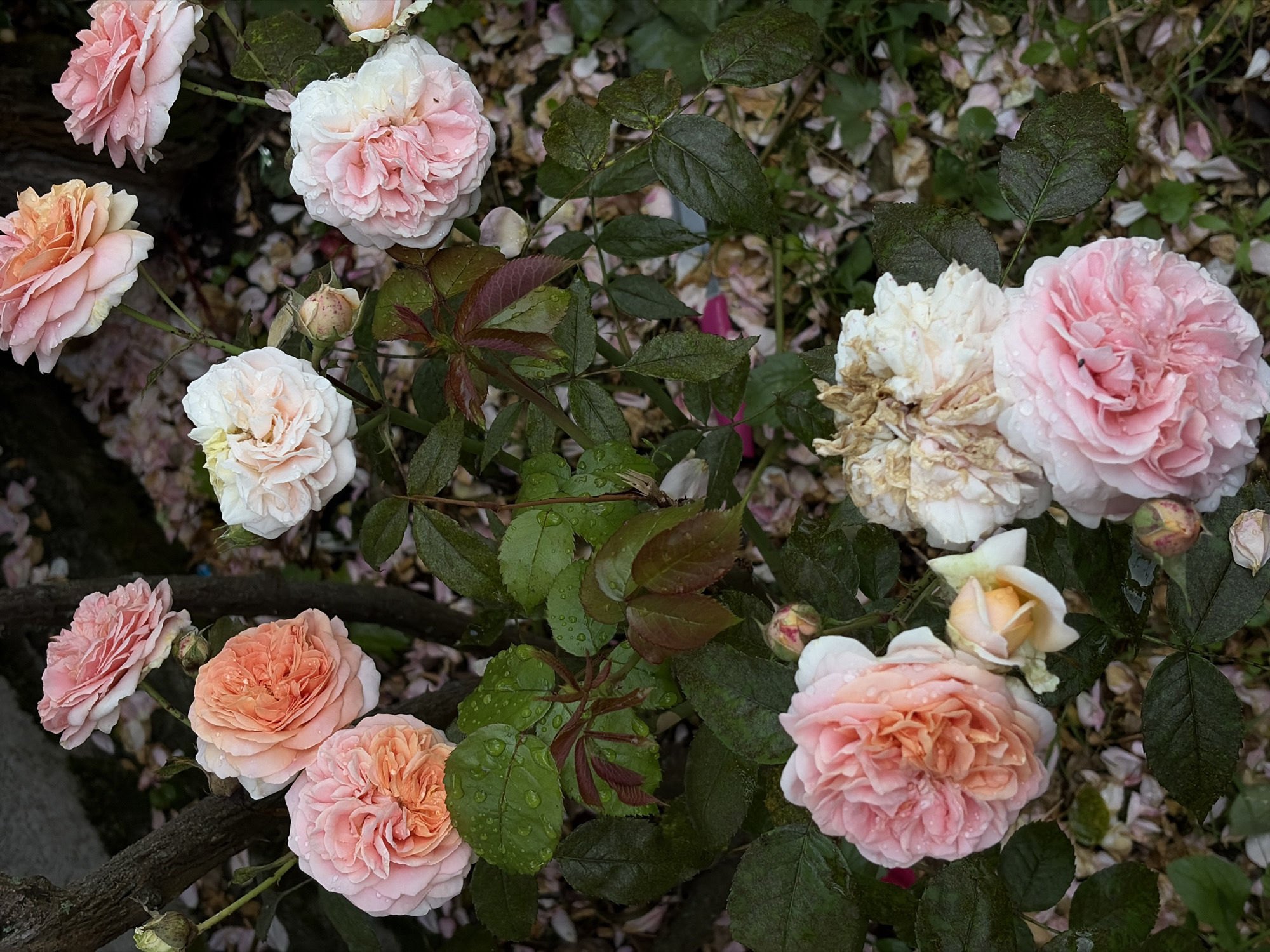 The image shows a close-up view of several roses of various colors, including pink, peach, and white, with some petals appearing to be wilting. The roses are wet, indicating recent rain or watering, and water droplets are visible on the petals and leaves. The foliage is green and lush, with some reddish-brown leaves also present. The background consists of more fallen rose petals and a dark, textured surface that appears to be tree bark or a branch. The setting is a garden or outdoor space. There are no people or animals visible in the image. The image does not contain any information that would allow for the identification of a specific location within Dongaron, Russia.