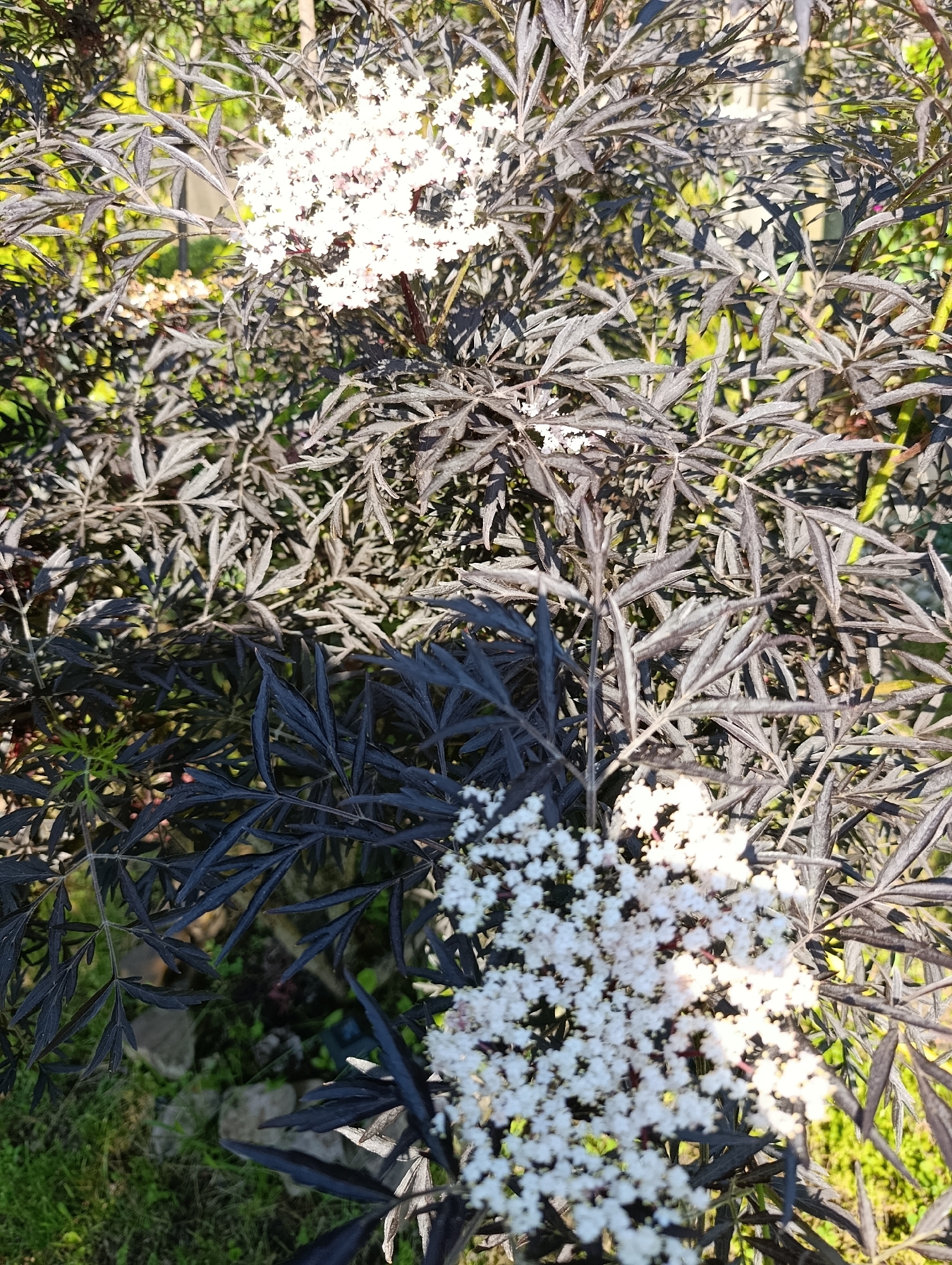 The image shows a close-up of a plant with dark, serrated leaves and clusters of small white flowers. The foliage is dense and appears to be in full bloom. Sunlight filters through the leaves, creating shadows and highlighting the delicate petals. In the background, the scene is softly blurred, showing hints of green grass and possibly other foliage. The overall impression is one of a natural outdoor setting, likely a garden or park. The image does not contain any identifiable landmarks or elements that would suggest a specific location within the city of Bratske, Ukraine. There are no people, animals, or specific objects visible that would indicate activity or interaction. The focus remains solely on the botanical details of the plant.