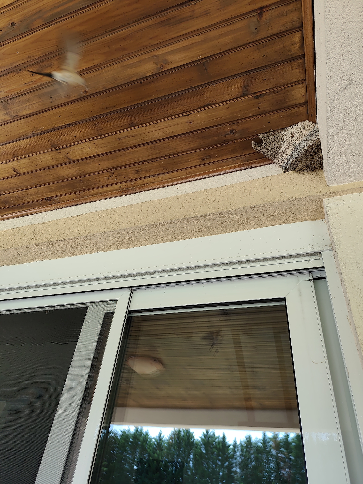 A low-angle shot shows a partially constructed mud swallow nest attached to the corner of a building in Spuž, Montenegro. A swallow is in flight near the nest. The building has a brown wooden ceiling and off-white stucco walls. A sliding glass door is visible below the nest, reflecting the ceiling and trees outside. The exterior location suggests a rural or suburban setting.
