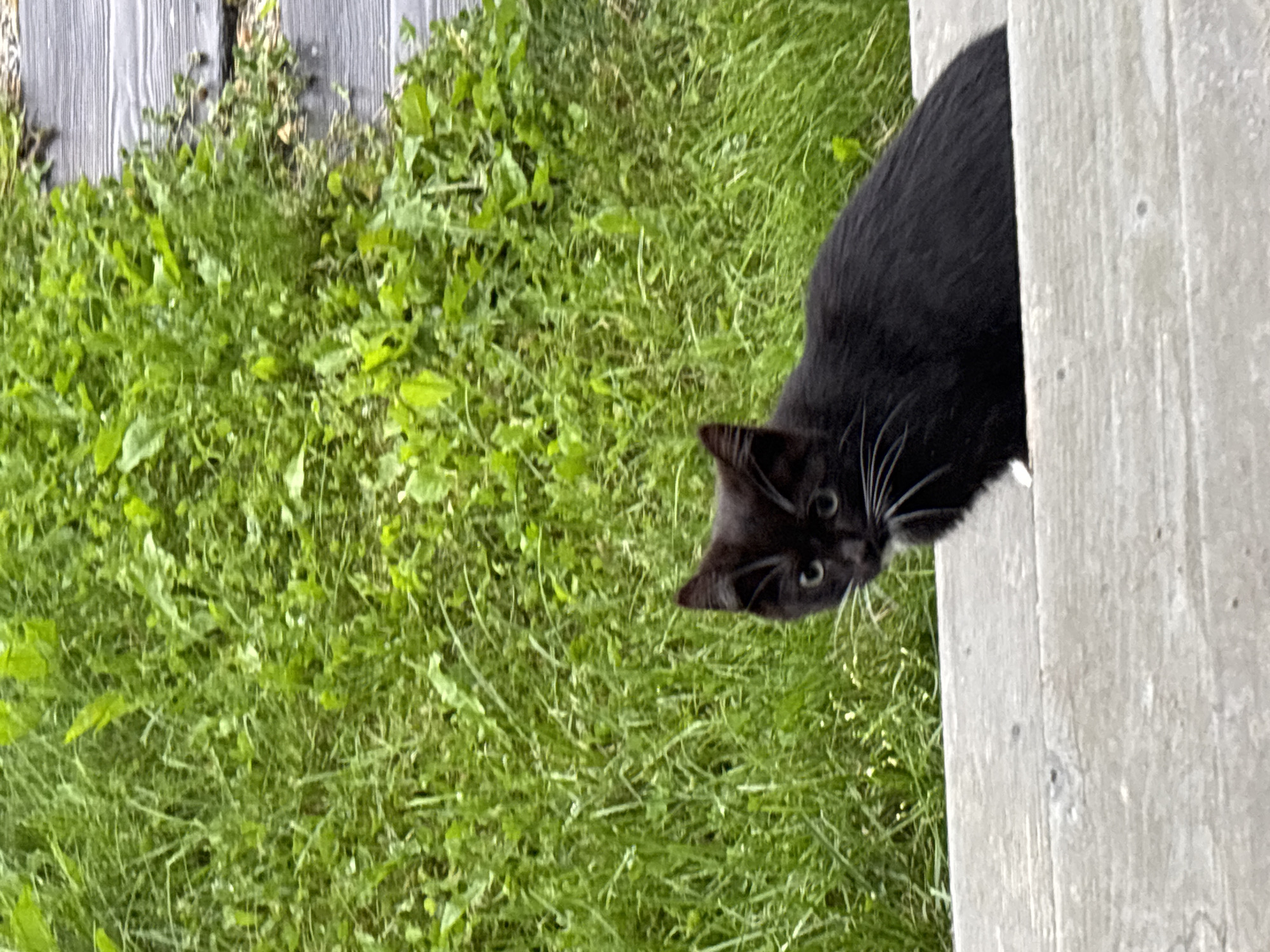 A black cat with white whiskers sits on a weathered wooden surface, with lush green grass and a wooden plank walkway in the background. The cat is looking towards the viewer with wide green eyes, its ears pointed forward. The scene appears to be outdoors, possibly in a garden or park setting. The lighting suggests it is daytime. There are no people or other animals visible in the image. The overall impression is one of a domestic pet in a natural environment. The location in Zvenigorod, Russia is not evident from the image itself.