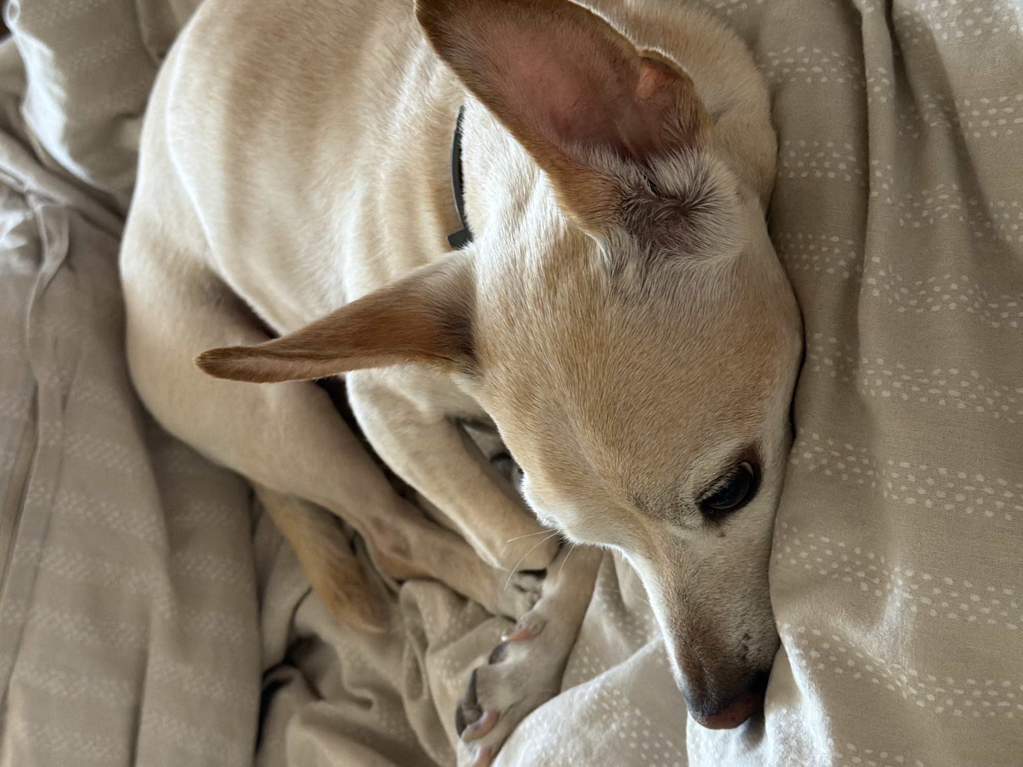 A light-colored dog is resting on a bed with patterned sheets. The dog is curled up, with its head resting on the bedding. Its ears are erect and facing upwards. The dog has dark eyes and a dark nose. The bedding is a light beige color with a subtle pattern of small, light dots arranged in vertical stripes. The lighting appears to be soft and natural. There is no indication of the dog's location in Plovdiv, Bulgaria.