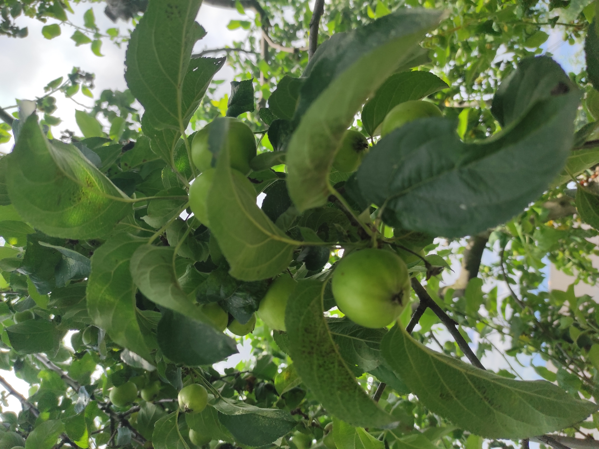 The image shows a close-up view of an apple tree with several small, green apples and lush green leaves. The branches of the tree are visible, some of which are thick and dark, while others are thinner and lighter. The leaves are large and appear to be healthy, with some showing slight discoloration or speckling. The apples are round and uniformly green, suggesting they are not yet ripe. The background is a blur of green foliage and a hazy sky, indicating an outdoor setting. The photo appears to be taken from a low angle, looking up into the branches of the tree. There are no people or animals visible in the image. This scene could be found in a garden or orchard in any rural or suburban area, including Alkhan-Yurt, Russia, where such trees are common.
