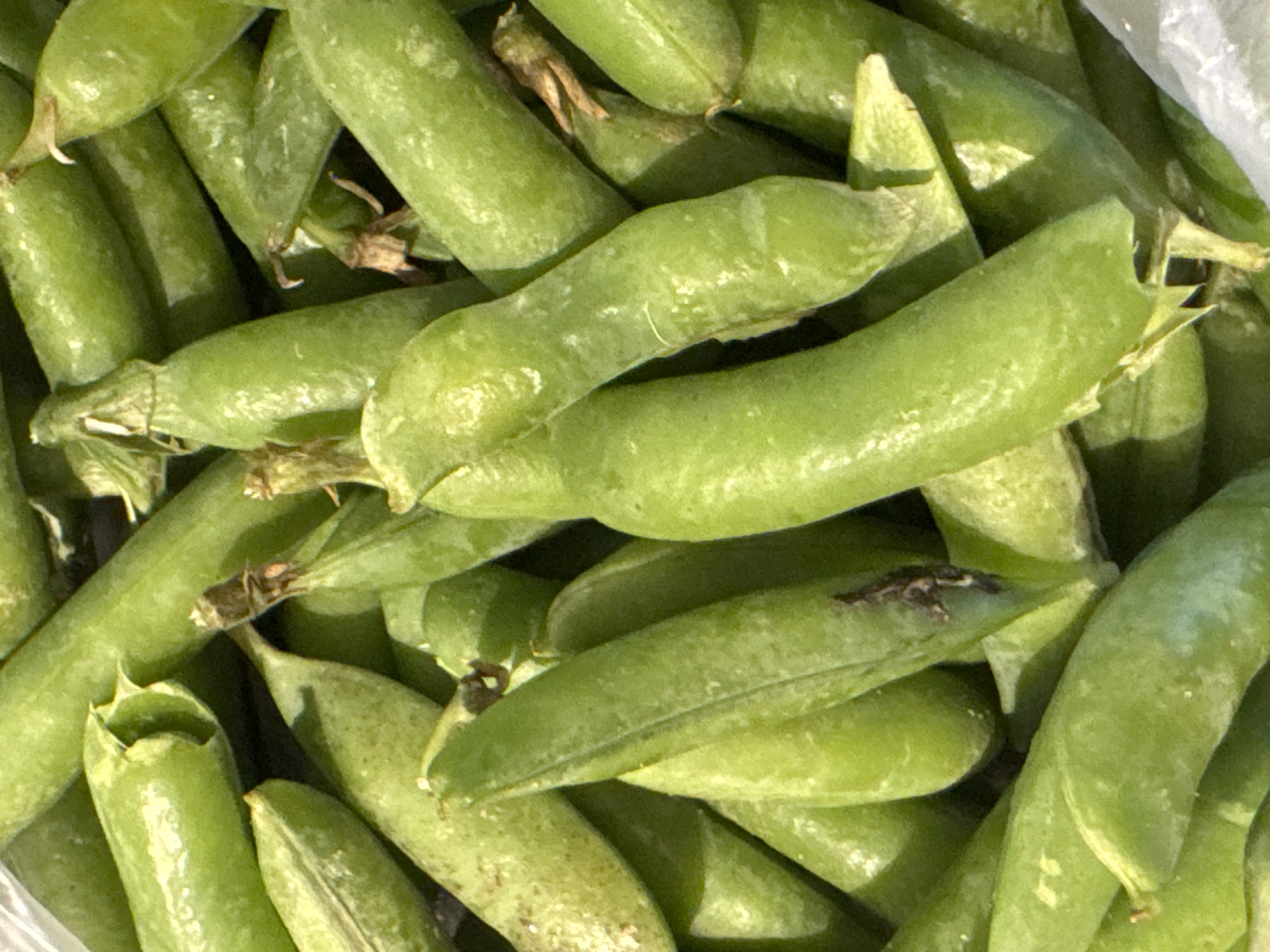 A close-up, overhead shot captures a pile of fresh, green pea pods. The pods are varied in size and shape, with some appearing plump and others more elongated. The lighting highlights the vibrant green color of the pods and casts subtle shadows, adding depth to the texture of the skin. Some pods have visible stems or remnants of where they were attached to the plant. The overall impression is one of abundance and freshness, with the peas arranged in a natural, unorganized heap. The image does not provide any information about its location in Kremenchuk, Ukraine, or the presence of any people.