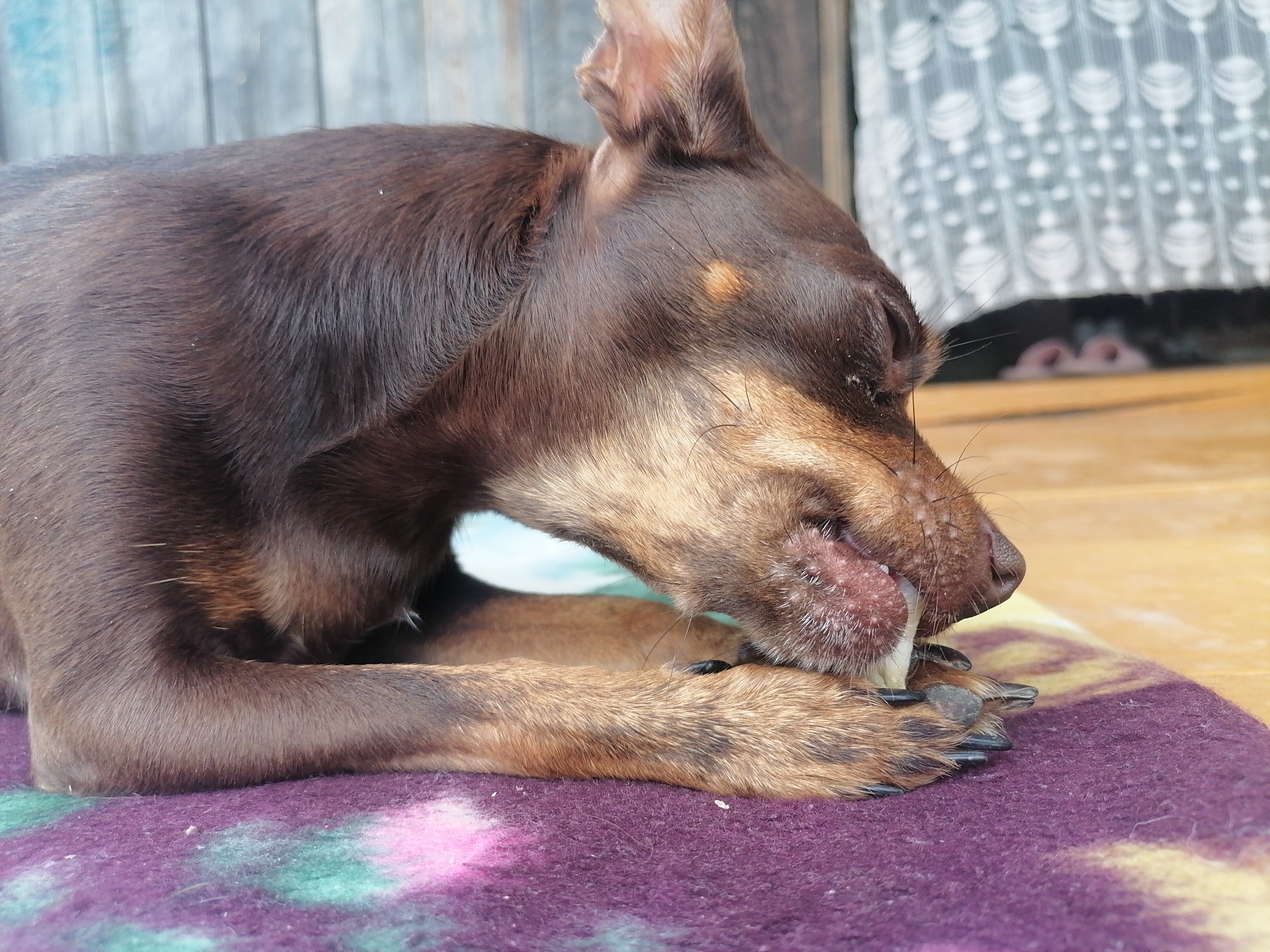 In Novopokrovka, Russia, a small brown dog with floppy ears is lying on a purple blanket. The dog is chewing on a bone, holding it with its front paws. The background consists of a wooden fence and a curtain.