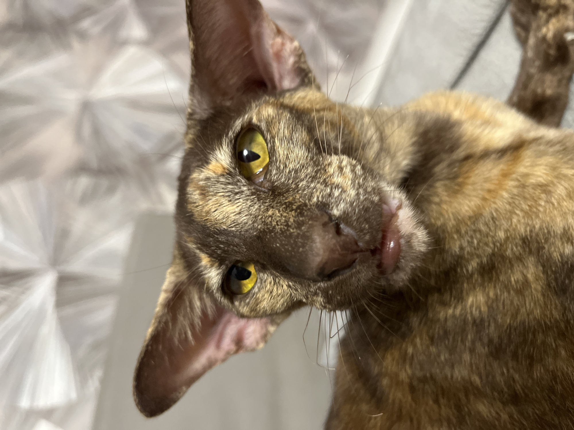 A close-up, eye-level, indoor photograph captures the face of a tortoiseshell Oriental Shorthair cat. The cat is positioned in the foreground, with its head tilted slightly to the left, and its large, pointed ears are prominent. The animal's eyes are a striking yellow-green, with dark, vertical pupils. Its muzzle is dark brown, with visible whiskers. The cat's fur is a mottled pattern of brown, tan, and black. The background is softly blurred, showing a light-colored surface with an abstract, textured pattern, possibly a wall or drapery. There are no people or other animals visible in the frame. The lighting appears to be natural, casting soft shadows. The location is not specified as being in the city of Chaikovsky, Russia.
