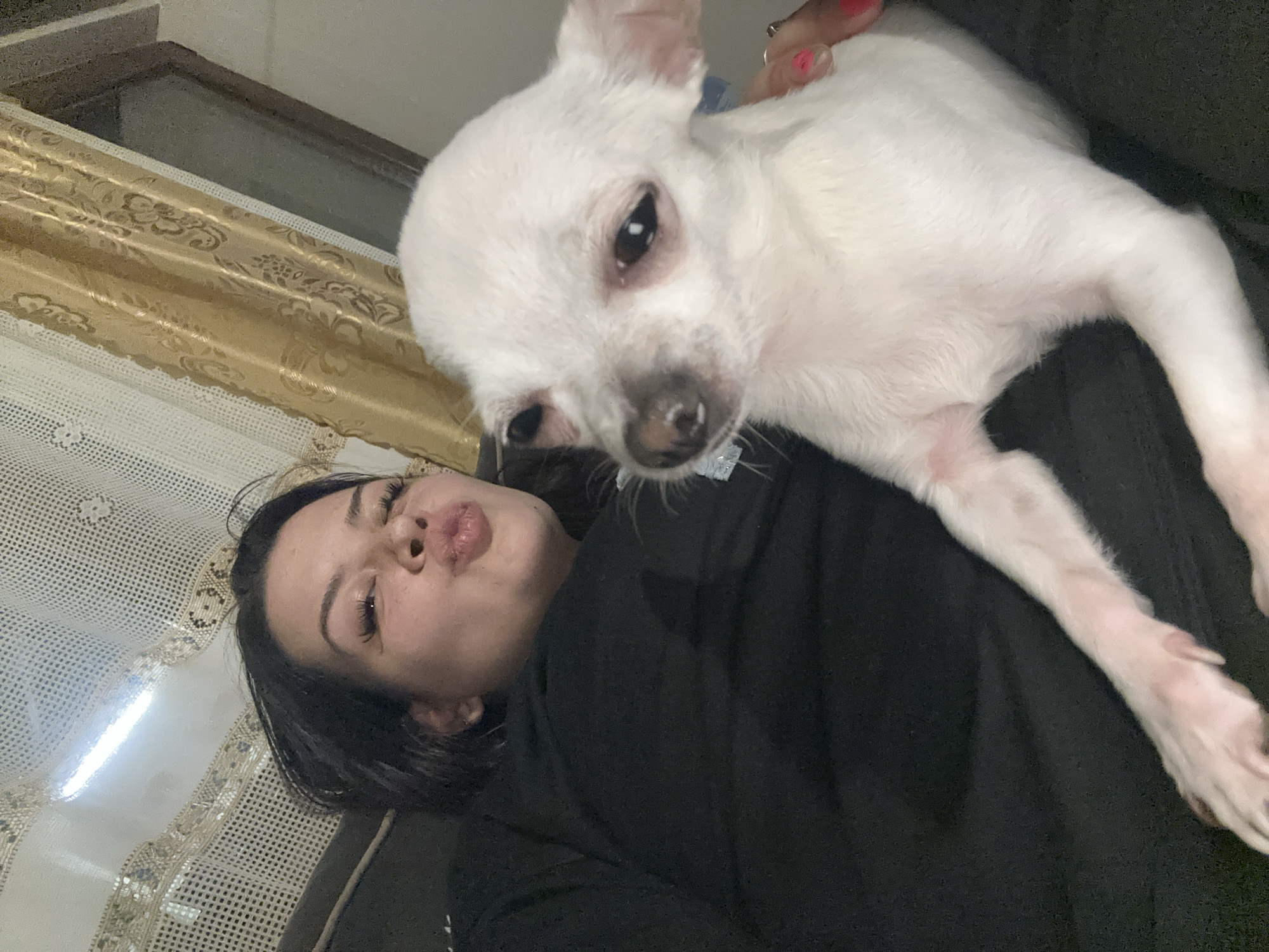 A woman with dark hair is lying down with a white Chihuahua on top of her. She is wearing a black shirt and has her lips pursed. The dog is facing the camera. The background shows a window with curtains. There is no information available to confirm the location is in the city of Chubra, Bulgaria.