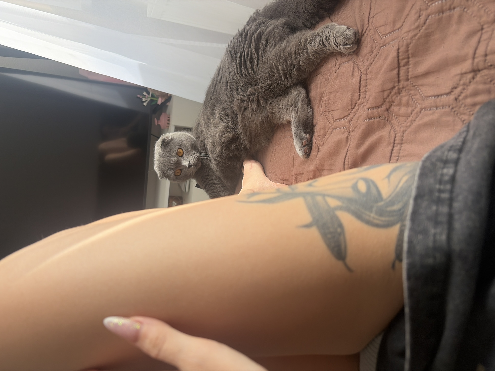 An indoor scene, likely a bedroom, features a person's legs and a grey Scottish Fold cat. The perspective is low, showing the foreground dominated by a person's bare legs. One leg, specifically the upper thigh, displays a black tattoo resembling a serpent or intricate foliage. A hand or foot, possibly with a manicured nail featuring a French tip and glitter, is also partially visible.
A grey Scottish Fold cat, identifiable by its distinctive folded ears, lies comfortably on a light brown, quilted bedspread with a geometric pattern. The cat has striking amber-orange eyes and is looking directly at the viewer with a curious or relaxed expression. One of the person's feet is positioned near the cat, possibly engaging in gentle interaction.
In the background, a large, dark-screen television reflects ambient light. Above the television, a white ceiling or wall is visible, and to the right of the screen, a small pink vase holding white flowers rests on a surface.
The lighting is soft and natural, indicating it is daytime. The overall atmosphere is calm and domestic, capturing a tranquil moment between a pet and its owner. No visible text is present in the image. The scene is located in Saint Petersburg, Russia.