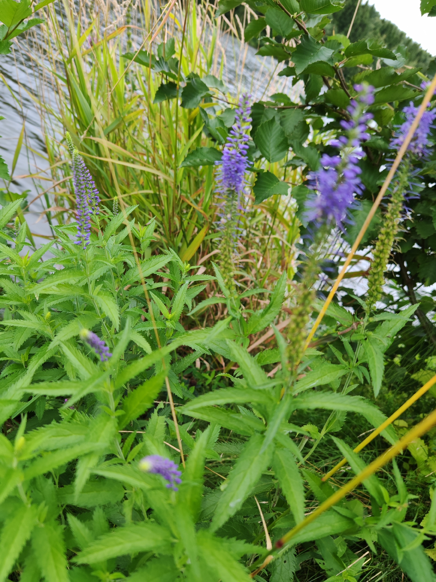 The image depicts a close-up view of lush green foliage and purple wildflowers growing along the edge of a body of water. The water appears calm and reflects the surrounding greenery. Tall, reedy plants are visible behind the flowering plants, and further in the background, a dense line of trees suggests a natural or semi-natural environment. The overall impression is one of a serene, natural setting. There are no people or animals visible in the image. The scene is consistent with a location in or around Rosinka, Russia, known for its natural landscapes.