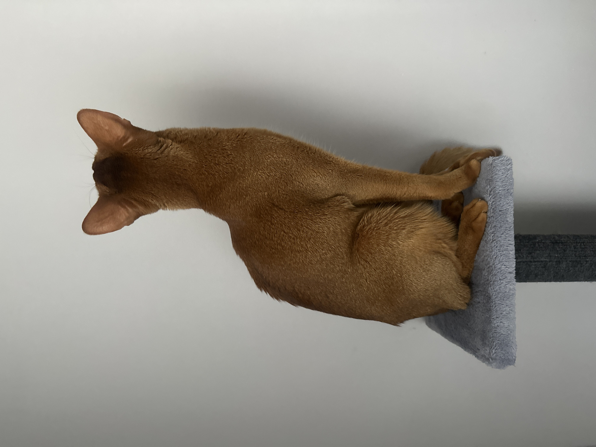 An Abyssinian cat, seen from above, lies on a gray, plush, tiered cat tree. The cat's head is turned toward the left of the frame. The cat's body is orange-brown with visible fur texture. The cat tree is attached to a gray pole. The background is a plain white wall. There are no indications of the location being Kazan, Russia.