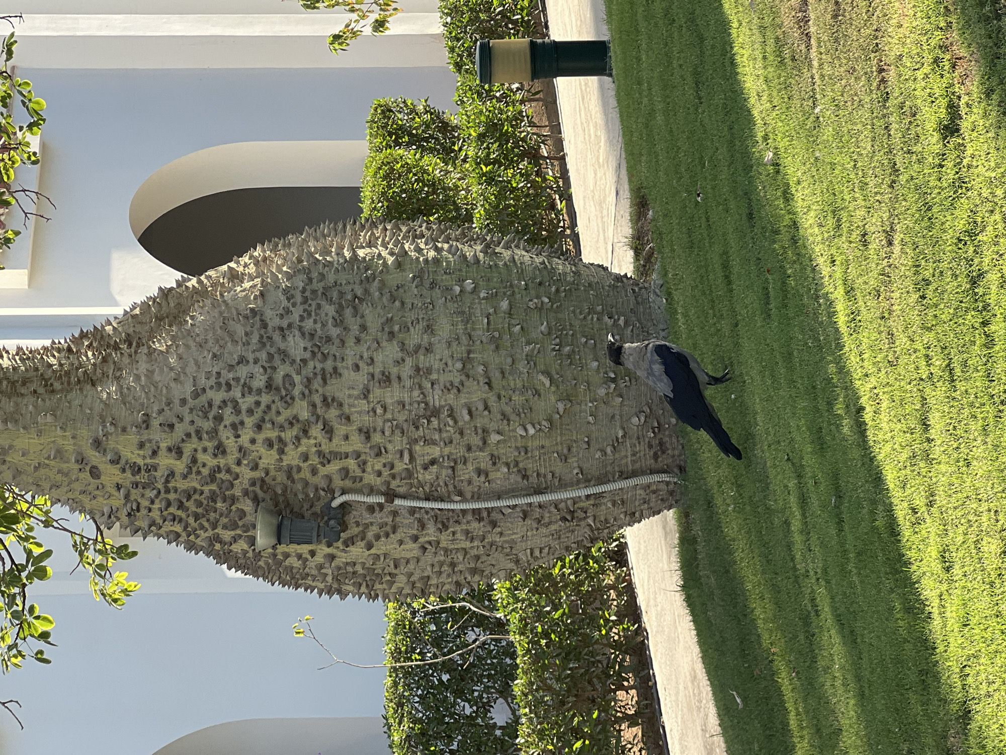 A solitary grey crow with black wings and head stands on a manicured green lawn in front of a large, spiky tree. The tree has a bulbous trunk covered in numerous thorns and a light gray-green bark. A white electrical conduit runs down the side of the tree trunk, attached to a small light fixture. In the background, a white building with arched doorways and manicured green bushes are visible. Sunlight casts long shadows across the lawn, indicating it is either early morning or late afternoon. The scene appears to be in a resort or garden area in Sharm El Sheikh, Egypt.