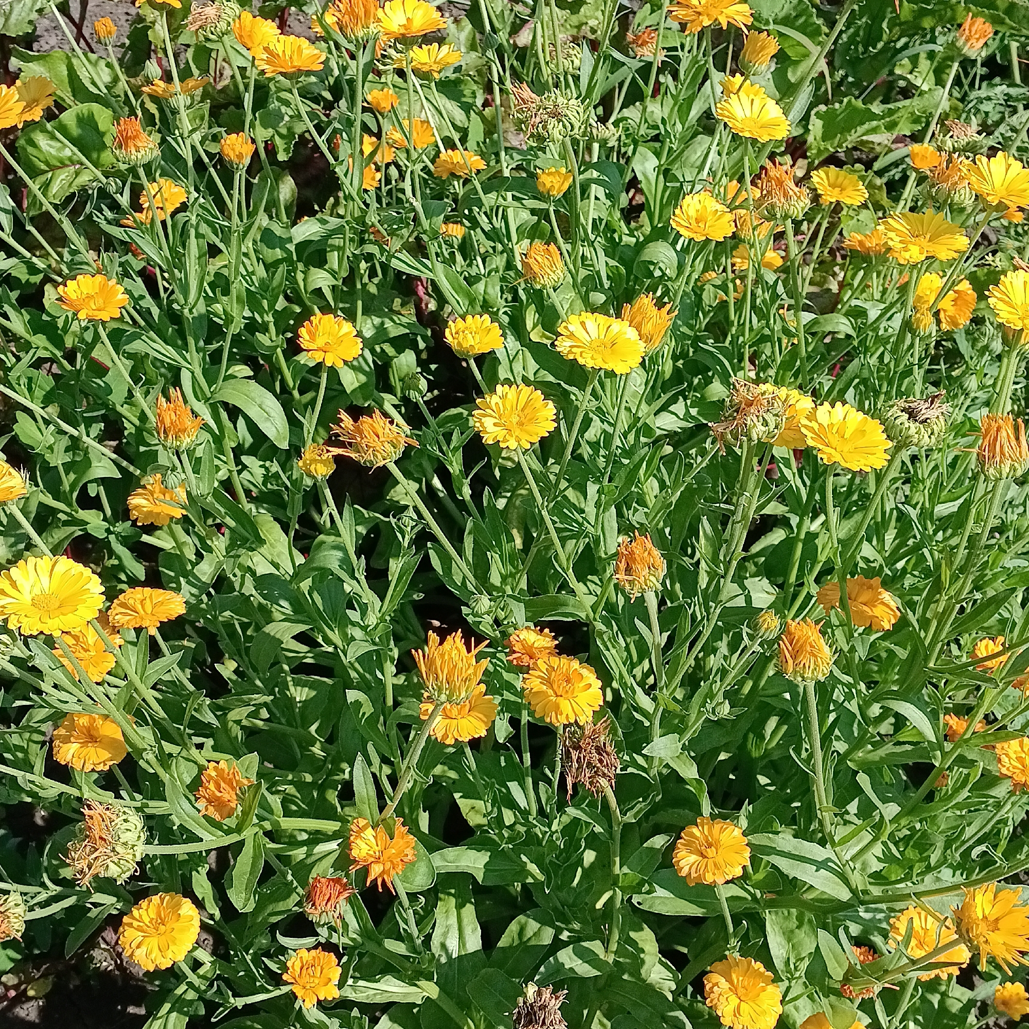 A sun-drenched, close-up, top-down view showcases a dense patch of blooming calendula flowers. The flowers, ranging in color from bright yellow to deep orange, are tightly packed, with some in full bloom and others as buds. Their petals are distinctly ray-like, radiating outward from a central disk. The green stems and leaves of the plants are lush and abundant, creating a verdant backdrop for the vibrant blossoms. Some spent flowers and seed heads are also visible, adding a touch of natural decay to the scene. The lighting suggests it is daytime, with harsh shadows indicating direct sunlight. The overall impression is one of natural growth and seasonal blooming. The location is Unknown, Unknown.