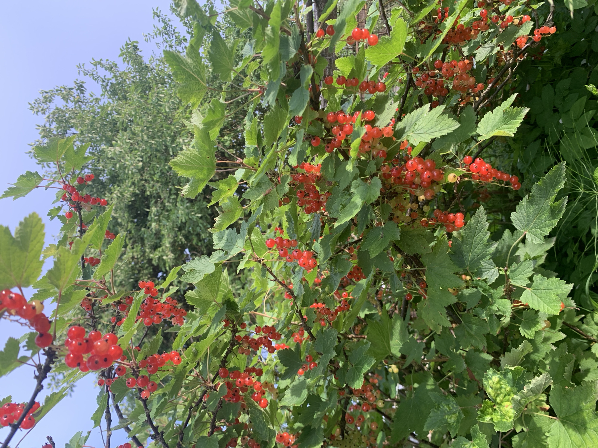 The image shows a close-up of a red currant bush laden with ripe red berries. The berries hang in clusters from thin branches, intertwined with lush green leaves. The bush is dense and appears to be growing outdoors, possibly in a garden. The background consists of more greenery and a clear blue sky, suggesting a sunny day. The location is specified as Відзаўскі сельскі Савет, Belarus. There are no people or animals visible in the image. The overall impression is one of abundance and natural growth.