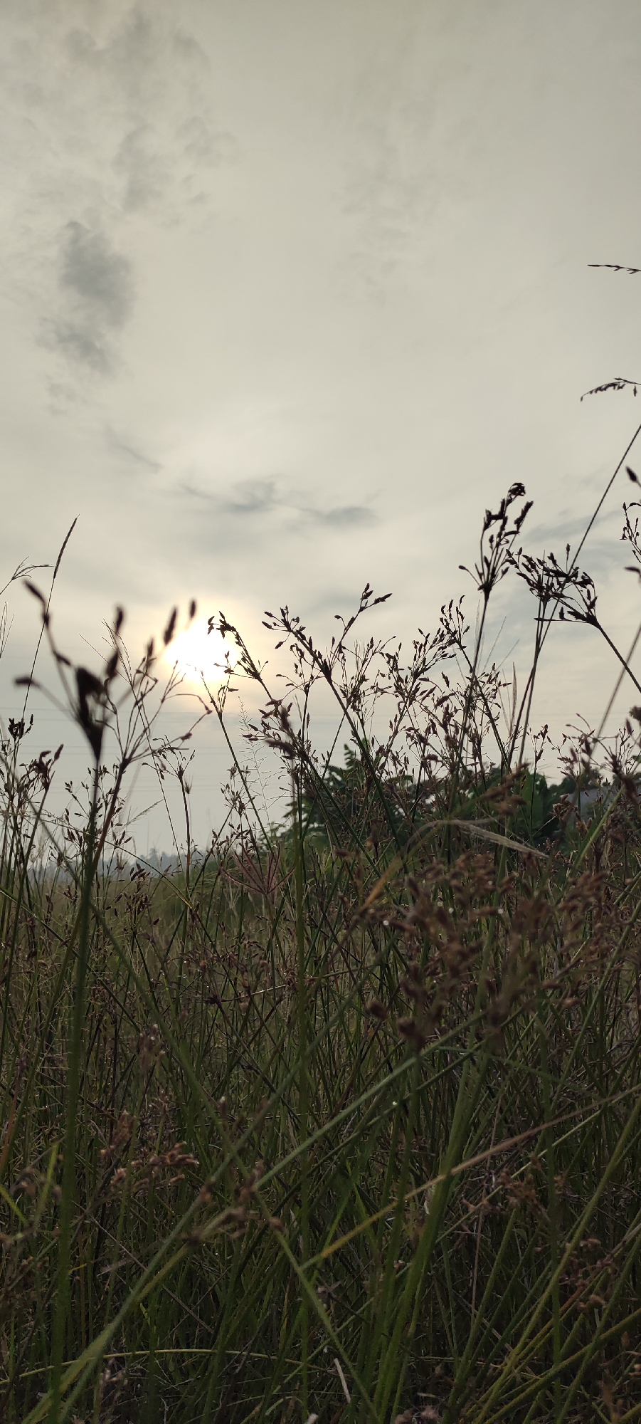 A low-angle shot captures a field of tall, dry grass and reeds against a hazy, overcast sky. The sun is partially obscured by clouds, creating a diffused light that illuminates the scene. Silhouettes of the grass stalks and seed heads are prominent in the foreground, with some appearing to have water droplets on them. In the background, faint shapes of trees and utility poles can be discerned, suggesting an outdoor, potentially rural or semi-urban setting. The image is likely taken in Lhokseumawe, Indonesia, given the context. There are no people or animals visible in the frame. The overall impression is one of natural beauty and a tranquil, possibly early morning or late afternoon atmosphere.
