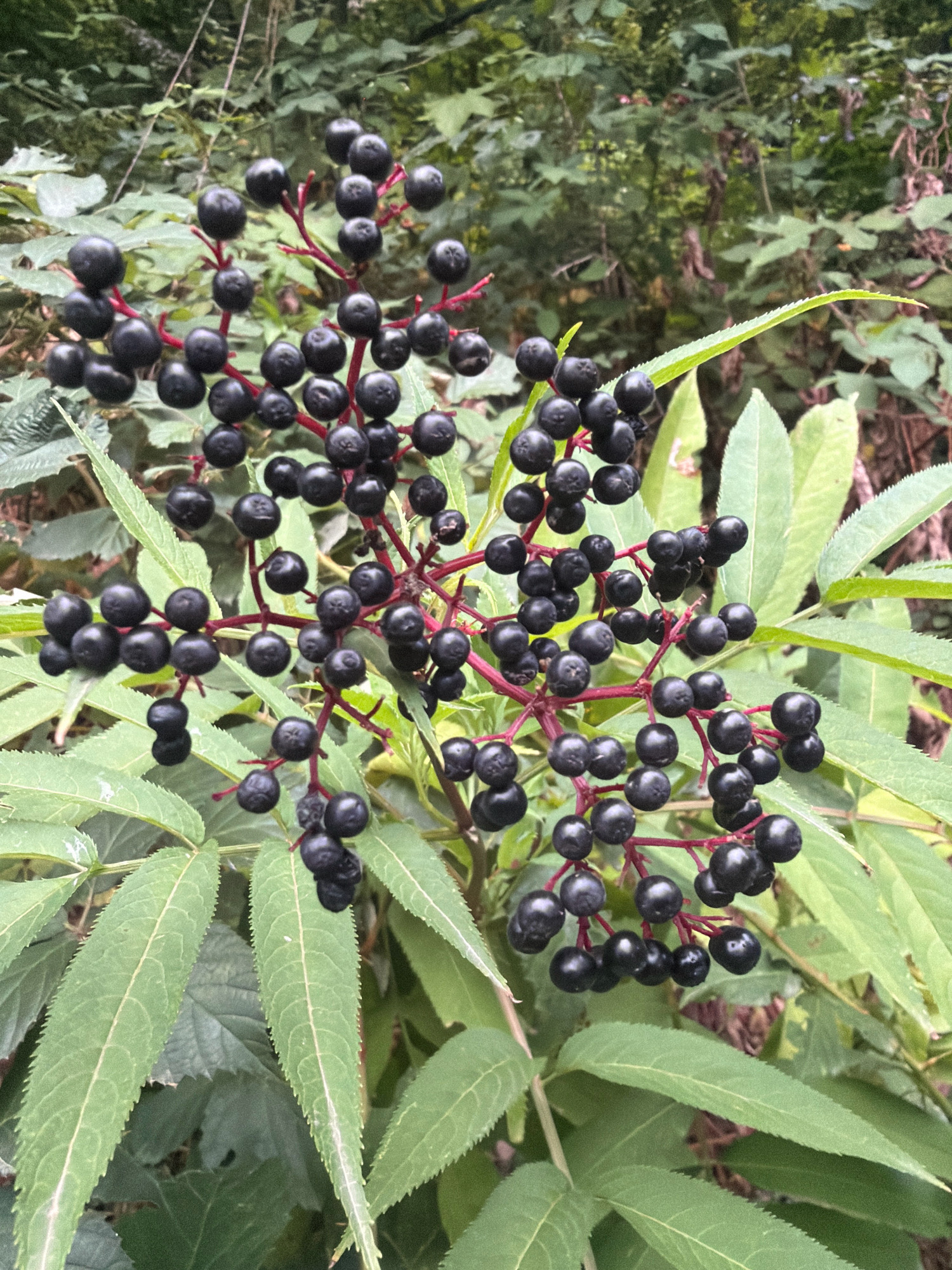 The image shows a close-up view of a cluster of ripe elderberries growing on a plant. The berries are small, dark purple to black, and spherical, growing in a branched pattern. They are attached to thin, reddish stems. Surrounding the berries are the plant's leaves, which are green, serrated, and elongated. The background consists of more foliage and greenery, suggesting a natural outdoor environment, possibly a forest or a garden area within the city of Masalli, Azerbaijan. No people or animals are visible in the image. The lighting appears to be natural daylight, with some dappled light filtering through the leaves.