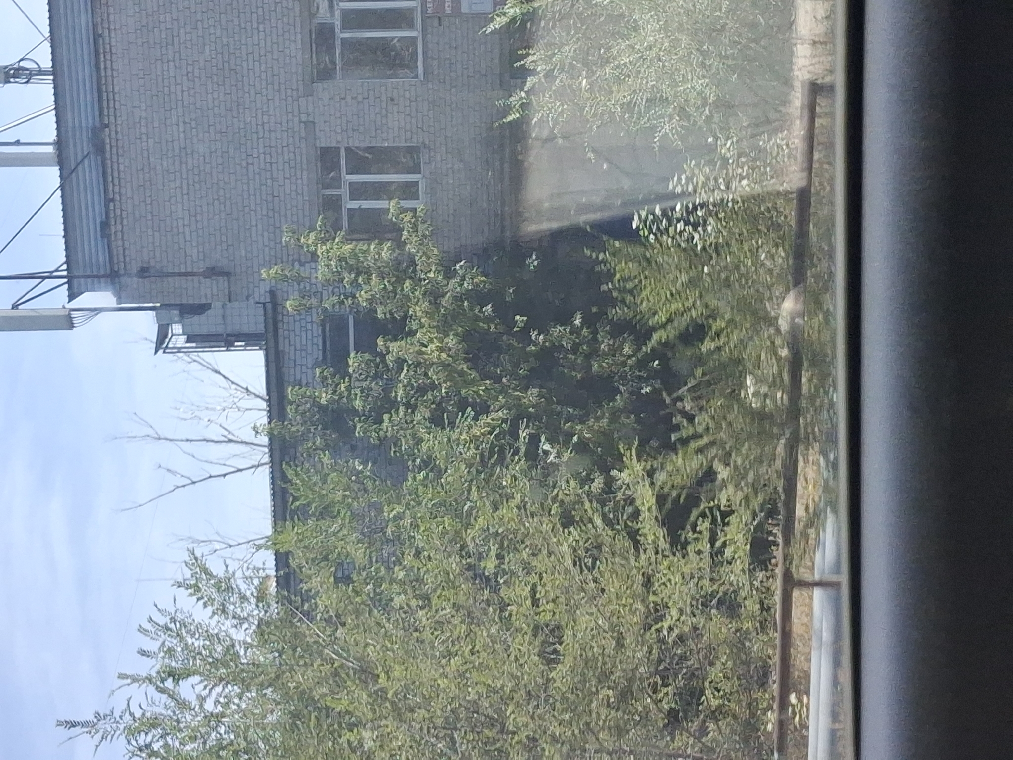 The image depicts an exterior view of a two-story brick building, possibly an industrial or commercial facility, situated in Semey, Kazakhstan. The building is constructed with light-colored bricks and features several windows with white frames. The roofline is partially visible, with some antennas and telecommunication equipment mounted on top.
In the foreground, a dense area of green foliage, including trees and bushes, partially obscures the lower portion of the building and the immediate surroundings. A metal railing or fence runs horizontally across the middle ground, separating the vegetation from a paved area or roadway. The sky above is a pale blue with scattered clouds. The overall impression is one of an urban environment with overgrown vegetation, suggesting either neglect or natural encroachment. No people or specific activities are discernible within the frame. The image appears to have been taken from a low vantage point, possibly from a vehicle.