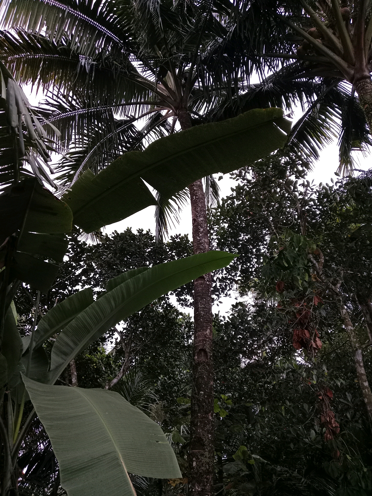 A low-angle shot shows the dense foliage of a tropical environment. Large, dark green banana leaves dominate the foreground, overlapping and partially obscuring the view of palm fronds and other trees. The palm fronds, also dark green, are feathery and extend towards the top of the frame. The background consists of a thick canopy of trees with dark green leaves, creating a shadowed effect. The sky is visible in patches between the leaves, appearing bright white, suggesting an overcast or very bright day. The scene is rich with vegetation, indicative of a natural, outdoor setting. This image was taken in Kramat, Indonesia.
