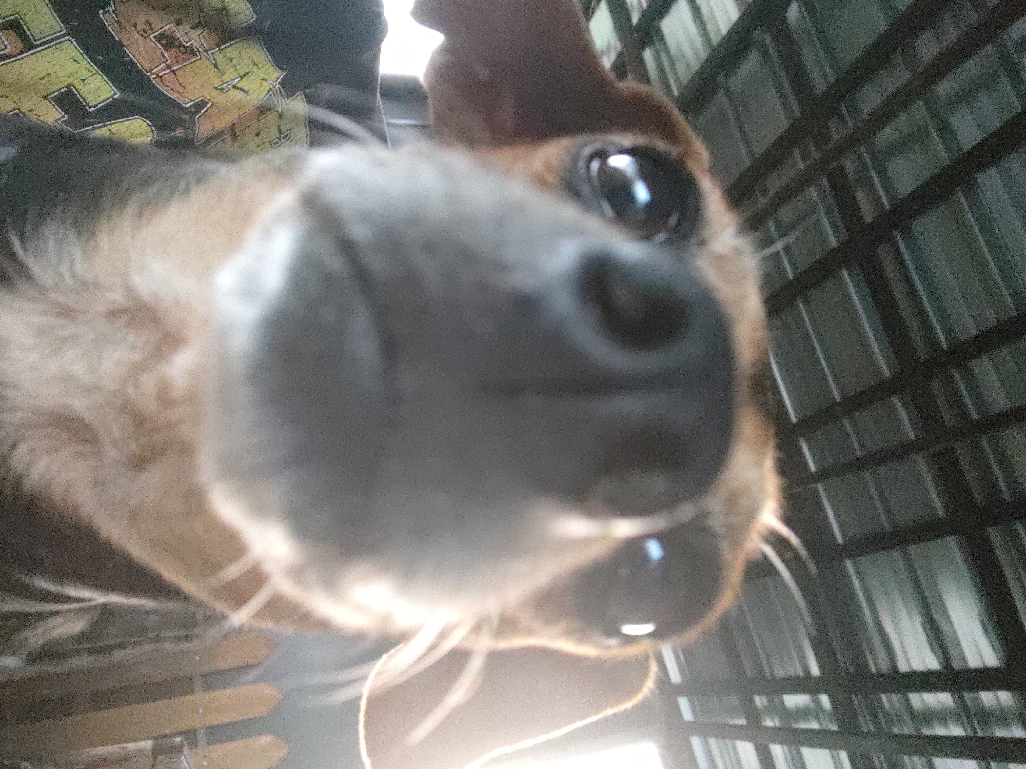 This is a close-up, low-angle shot of a small dog's face. The dog appears to be in a cage or enclosure, indicated by the dark bars in the background. The dog's nose is the closest and largest feature in the frame, appearing very large due to the proximity. Its eyes are also visible, reflecting light. The dog has brown and tan fur, and long white whiskers are prominent. The lighting suggests it might be daytime, with a bright light source visible, potentially from the side or below. The background is blurred but shows the cage structure and a somewhat muted, possibly indoor environment. There is no discernible weather. The emotion conveyed is one of curiosity or direct engagement with the camera. A blurred image of what appears to be a t-shirt with yellow and red text on it is visible in the upper left corner of the frame. No other text is clearly legible. The scene is likely a domestic setting, such as a home or a kennel, given the presence of a pet and a cage.