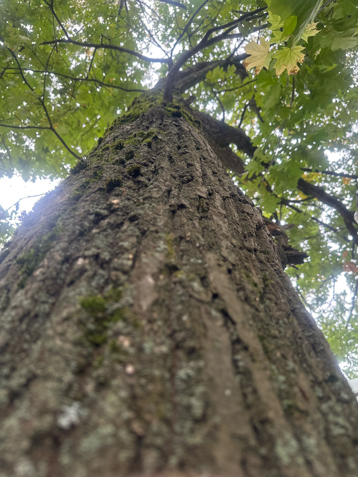 An upward-facing, low-angle shot captures the textured bark of a large tree trunk, covered in patches of green moss. The trunk extends diagonally upwards towards a canopy of green leaves and branches. Some leaves show signs of yellowing or browning, suggesting the onset of autumn. The sky is overcast and visible through the foliage, creating a soft, diffused light. The scene appears to be in a natural setting, possibly a park or wooded area, located in the city of Kommunarka, Russia. No people or specific actions are depicted.