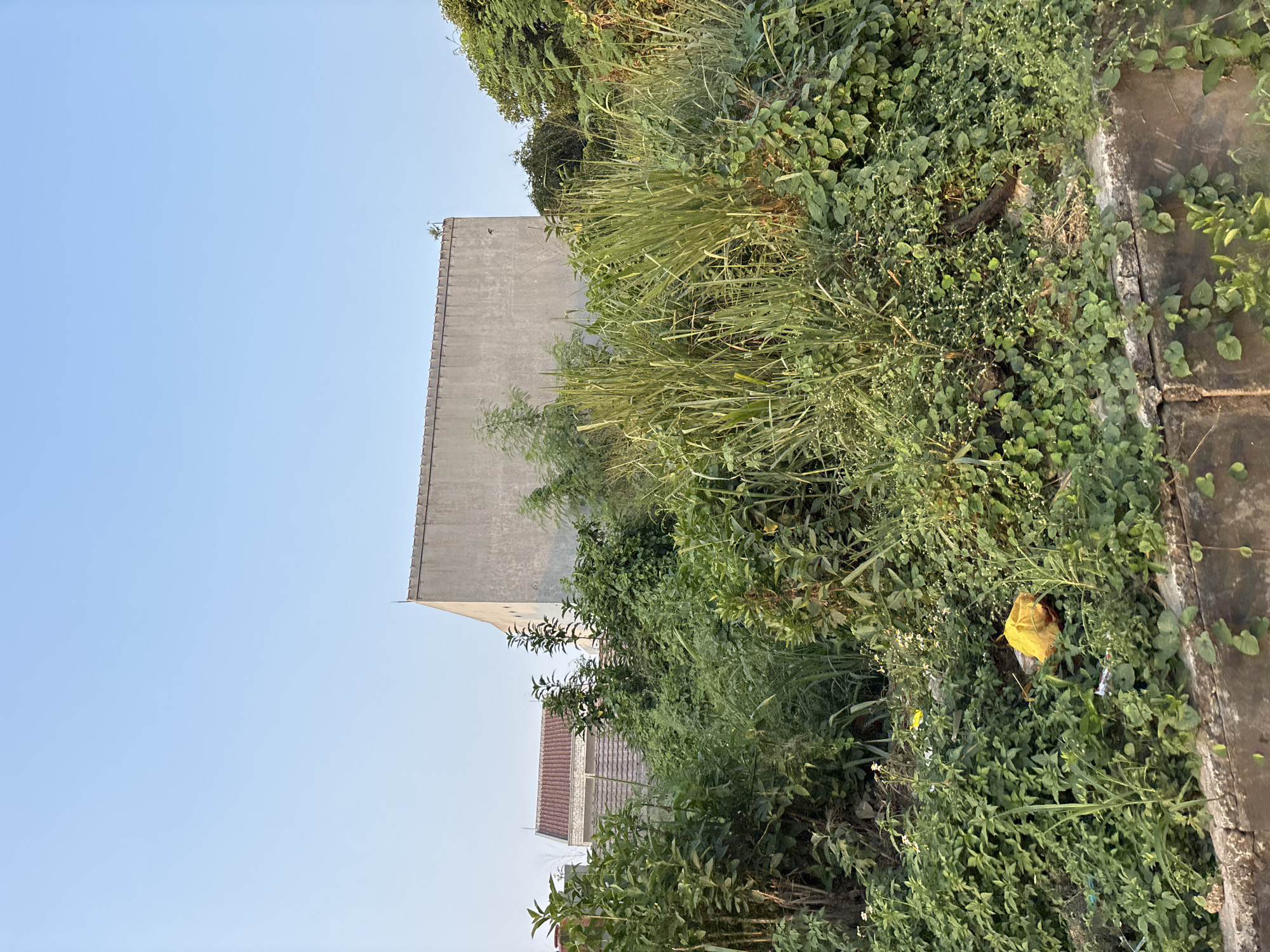 In Bekasi, Indonesia, a dense overgrowth of green vegetation occupies the foreground and midground of the image. Tall grasses and leafy plants are interspersed with scattered pieces of litter, including a bright yellow plastic bag and white wrappers. A concrete structure, possibly a retaining wall or the base of a building, runs along the bottom edge of the frame. In the background, two buildings are partially visible: one with a tiled roof and another larger, gray concrete building. The sky above is clear and pale blue.