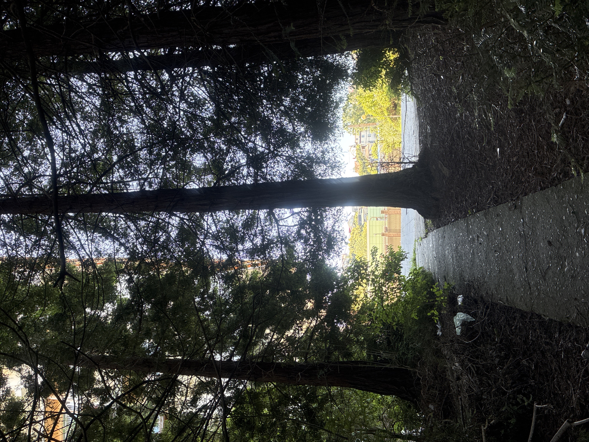 The image displays a shaded, tree-lined pathway or narrow road in Sochi, Russia, leading towards a brighter, open area in the distance. Tall, dense trees, likely coniferous, dominate the scene, forming a natural tunnel. Their dark, intertwined branches and foliage create a heavy canopy overhead and along the left side, largely obscuring the sky and casting deep shadows on the path below.
The pathway itself appears to be made of concrete or asphalt, with its surface visible as it recedes into the distance. On the right side of the path, there is a steep embankment or wall covered in dense, dark undergrowth and tangled roots. Within this foliage, particularly in the foreground, several pieces of white plastic trash, resembling bags, are noticeably scattered.
At the far end of the tree tunnel, the canopy opens up, revealing a bright, clear sky and glimpses of distant urban elements. Buildings with light-colored facades are visible through this opening, bathed in sunlight. The strong contrast between the shaded foreground and the brightly lit background suggests it is daytime, likely during a sunny period. No discernible text is present in the image.