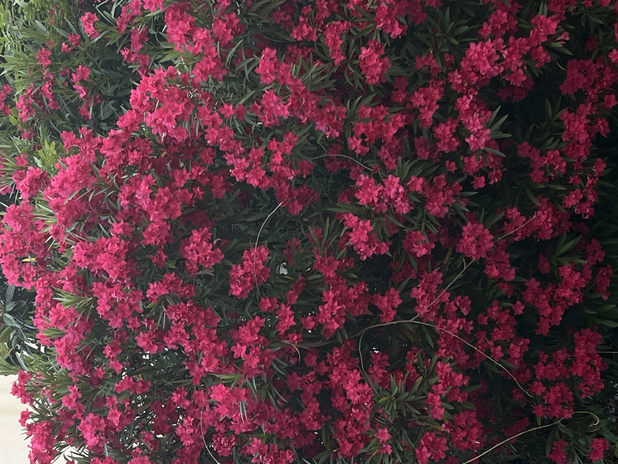 The image depicts a dense bush covered in numerous bright pink flowers and green leaves, filling the frame from edge to edge. Some thin, brown vines are also visible intertwined with the foliage. The background is out of focus, showing hints of a light-colored wall or building on the upper left and darker greenery in the upper right. There are no people or animals visible in the image. The scene appears to be an outdoor setting, likely a garden or park in Budva, Montenegro, given the prevalence of such flora in the region.