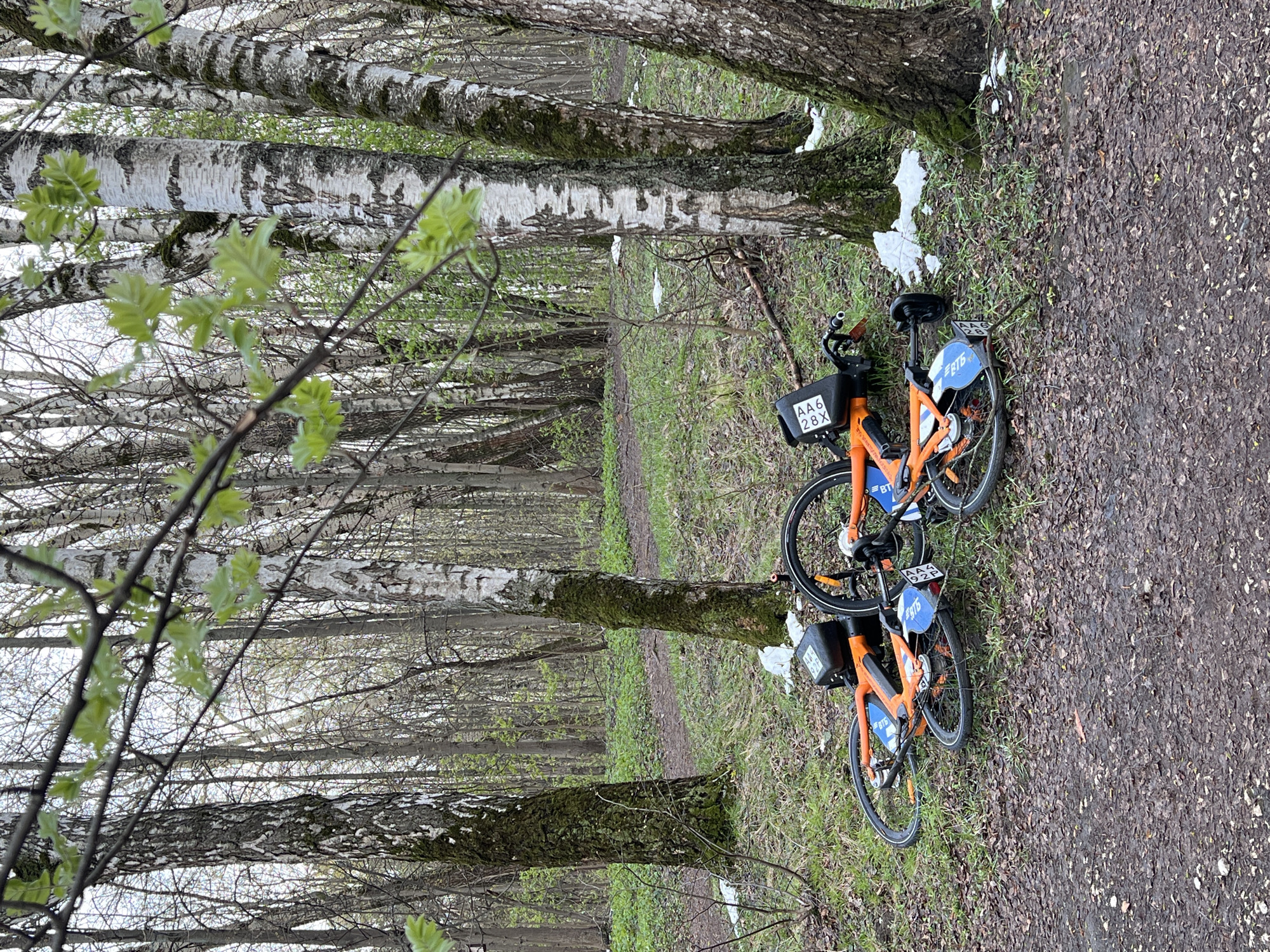 This image captures a tranquil scene in a wooded park or forest, likely during early spring. Two orange and blue shareable bicycles are parked on the right side of a dirt path.
The immediate foreground features the muddy dirt path on the right, interspersed with patches of grass and dead leaves. On the left, several birch trees with characteristic white and black bark line the path. Some of these trees show signs of emerging green leaves, indicating the season, while others are still bare-branched. Patches of lingering snow are visible on the ground around the base of some trees, suggesting a recent cold snap or areas where snow is slow to melt.
The two bicycles are identical in design, featuring bright orange frames with blue accents on the fenders and seat posts. Each bike has a small black basket mounted on the front. On the closer bicycle, the text "AA6 28X" is visible on the front basket and also on the rear fender. A logo resembling "ВТБ" (VTB) is also visible on the blue part of the rear fender, identifying the bike-sharing service. The second bicycle, slightly further away, also has the "ВТБ" logo and the text "AA6 92P" on its rear fender. No people are present, and the bicycles appear to be waiting for their next users.
The sky is overcast, providing soft, diffused light, and the overall impression is one of a peaceful natural setting, contrasting slightly with the modern bike-sharing technology. The presence of snow alongside new green growth distinctly places the scene in early spring in a northern climate, consistent with Khimki, Russia.
