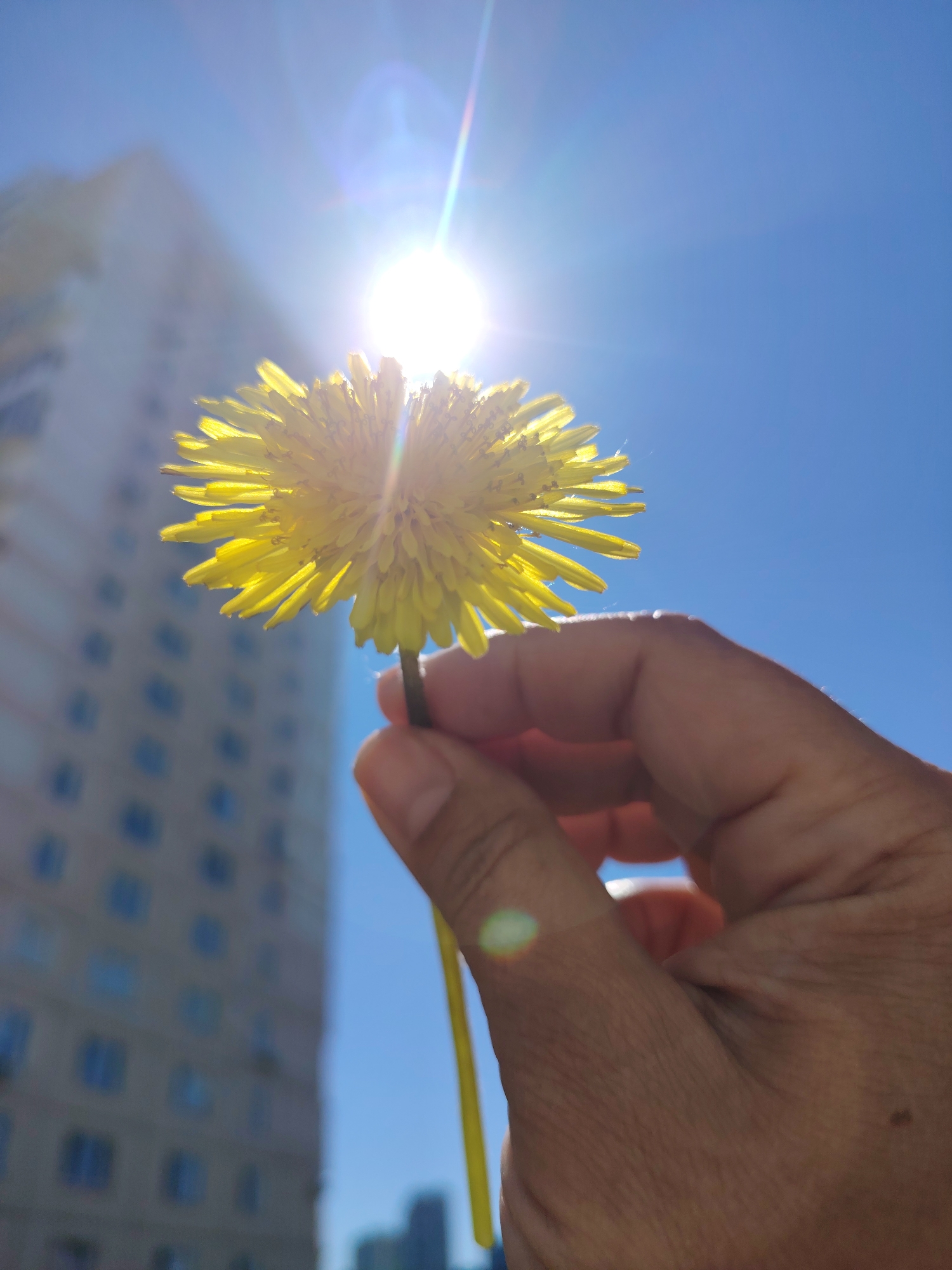 A close-up, low-angle shot captures a hand holding a vibrant yellow dandelion against a bright blue sky. The sun, positioned behind the dandelion and slightly to the left, creates a strong lens flare, with rays emanating outwards and circular light artifacts visible. The dandelion is in full bloom, its delicate petals radiating outwards, illuminated by the backlighting.
In the blurred background, a tall, multi-story building, likely a residential or office block, stands on the left side of the frame. Its muted grey or beige facade and numerous rectangular windows suggest an urban or suburban setting. The building is significantly out of focus, emphasizing the dandelion and the hand as the primary subjects. The clear, bright blue sky fills the upper right portion of the image. The time of day appears to be sunny daytime, with the sun high in the sky. No text is visible in the image.