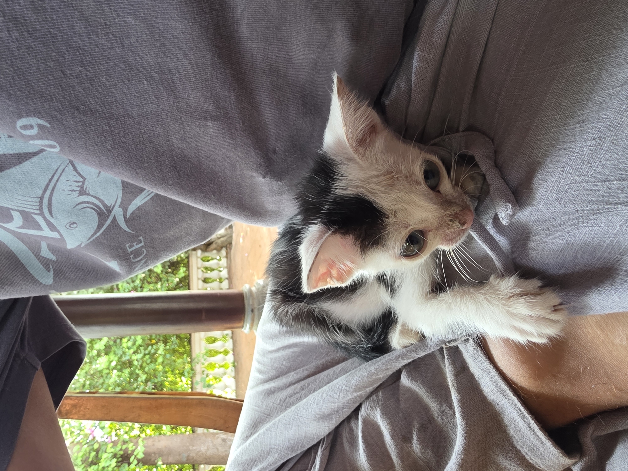 A black and white kitten with large, expressive eyes is resting on the lap of a person wearing a grey t-shirt and grey shorts. The kitten is mostly white with black markings on its head and back. Its paws are visible, one resting on the person's leg. The person's legs and torso are visible, covered by clothing. The background shows a blurred outdoor scene with greenery and a wooden structure, suggesting a porch or veranda. This appears to be a casual moment captured in a tropical or subtropical location, possibly in Mũi Né, Vietnam, given the lush vegetation and outdoor setting.