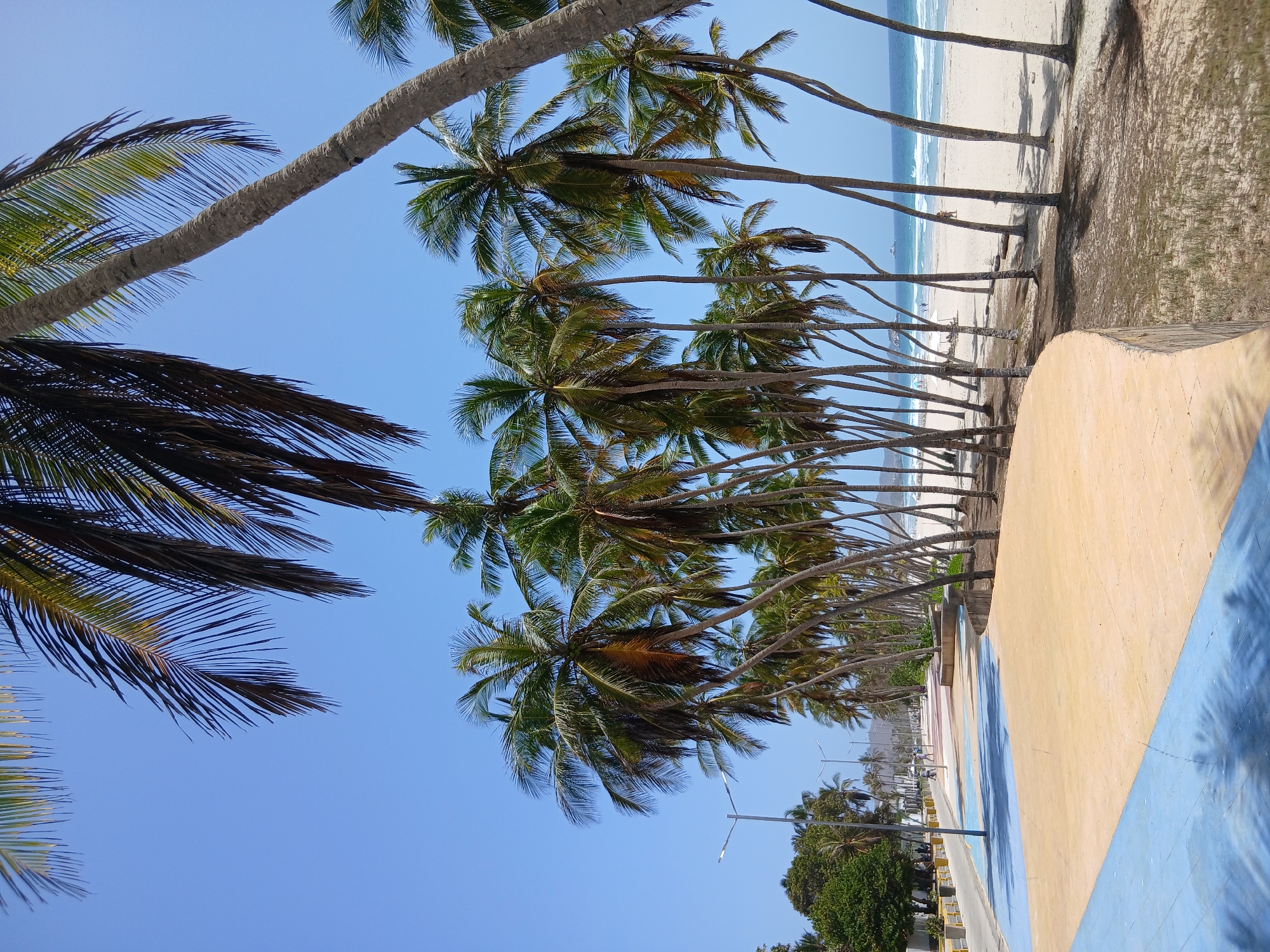 The image depicts a scene at Playa El Agua in Venezuela, showcasing a line of palm trees along the beach. The trees are swaying with long trunks. The sand on the beach is white. A stretch of ocean is visible in the background with the beach running alongside the palm trees. A paved area with yellow and blue paint is visible in the foreground, and street lights are seen near some greenery in the distance. The sky is a clear blue.