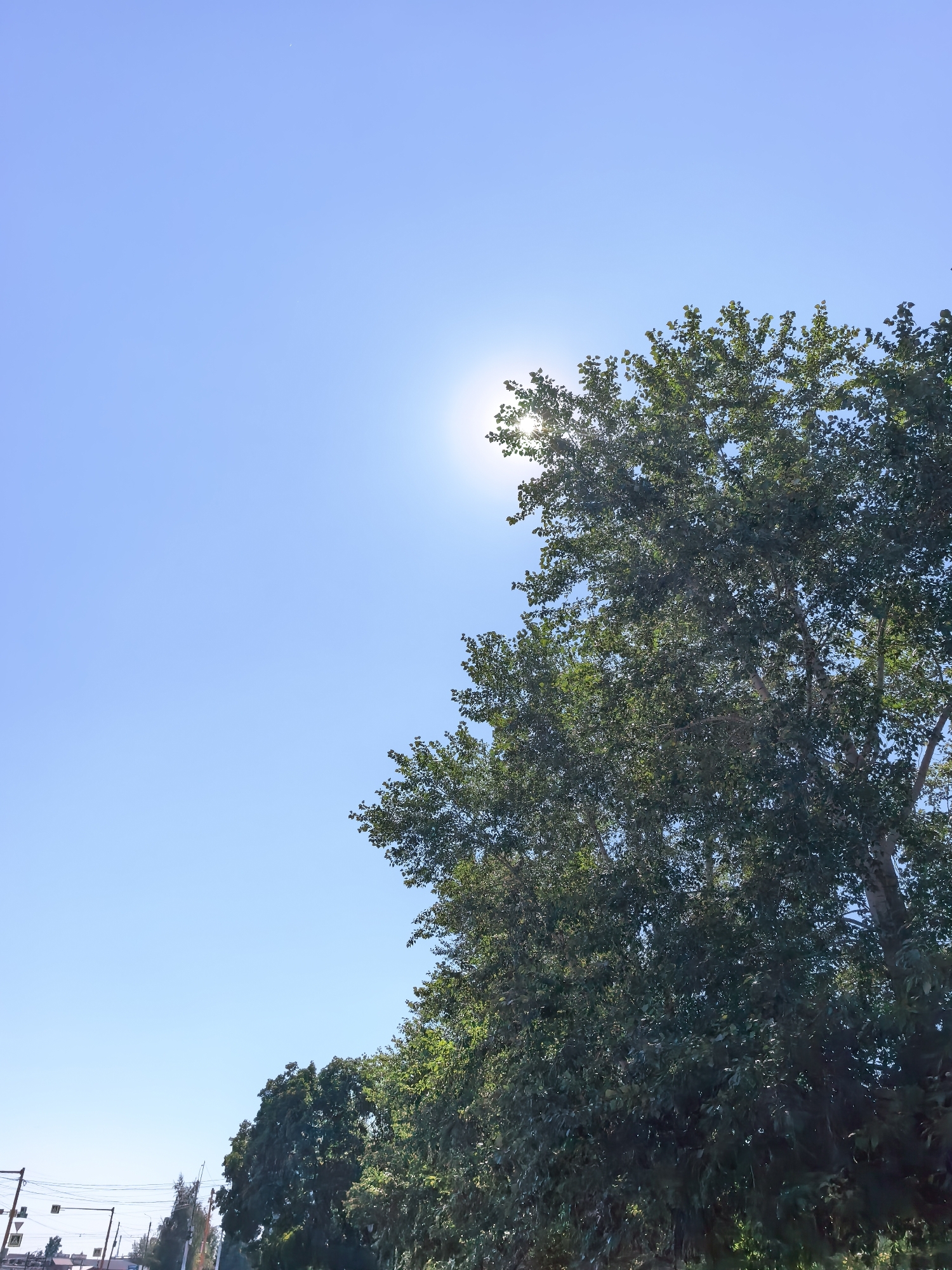 A bright sun shines through the leaves of a lush green tree in Sterlitamak, Russia, casting a soft glow against a clear blue sky. The tree is positioned on the right side of the frame, its branches reaching upwards and slightly to the left. In the lower left corner, a street scene unfolds with power lines and traffic signs visible. The overall impression is one of a tranquil day in the city, with nature and urban life coexisting harmoniously.