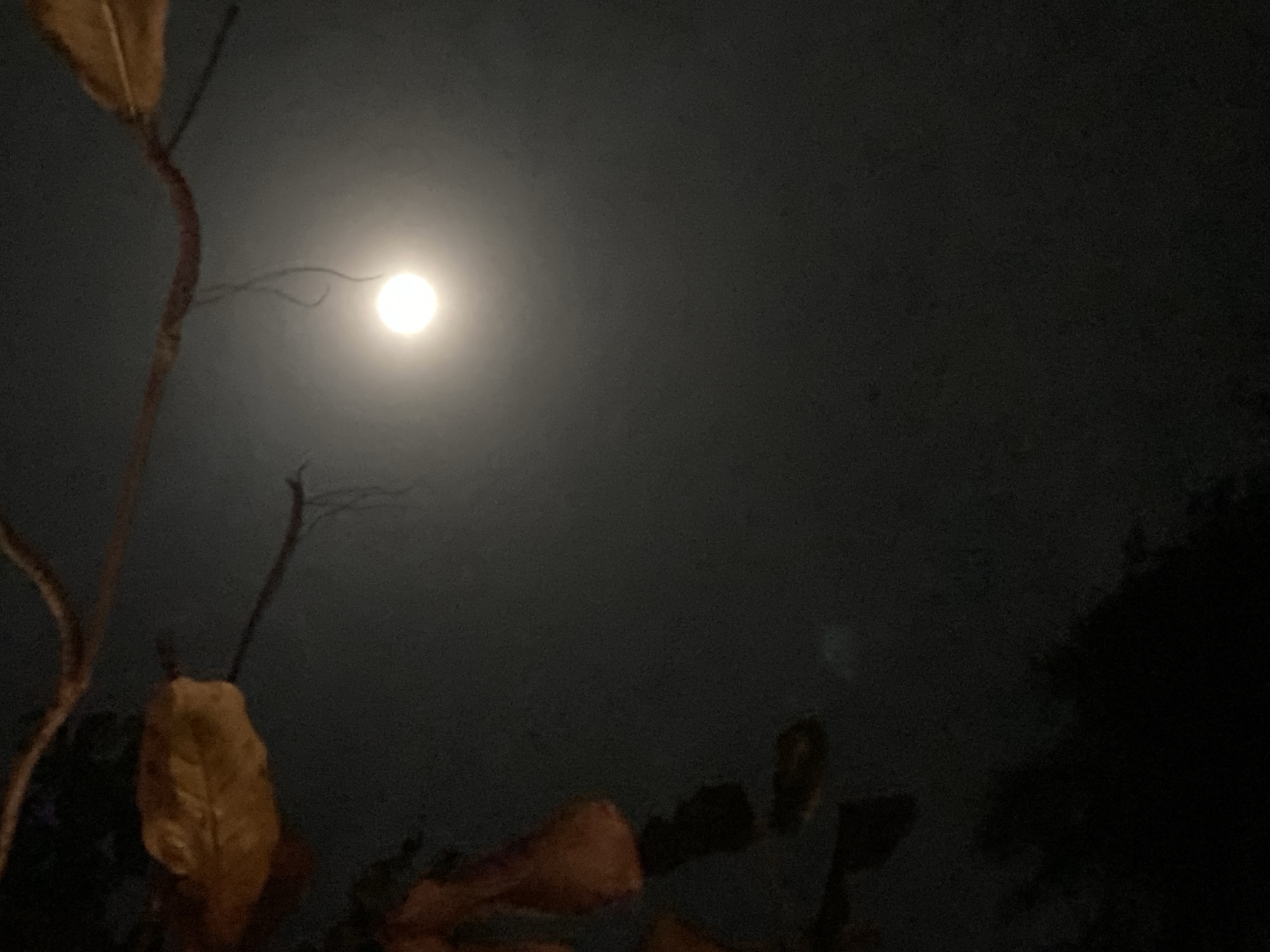 A night scene in Baan Don Sai, Thailand features a bright moon in the sky, partially obscured by clouds or haze. In the foreground are branches and leaves, some of which are brown or dried. The lower right portion of the image contains dark vegetation, potentially trees or shrubs. The overall environment is dark.