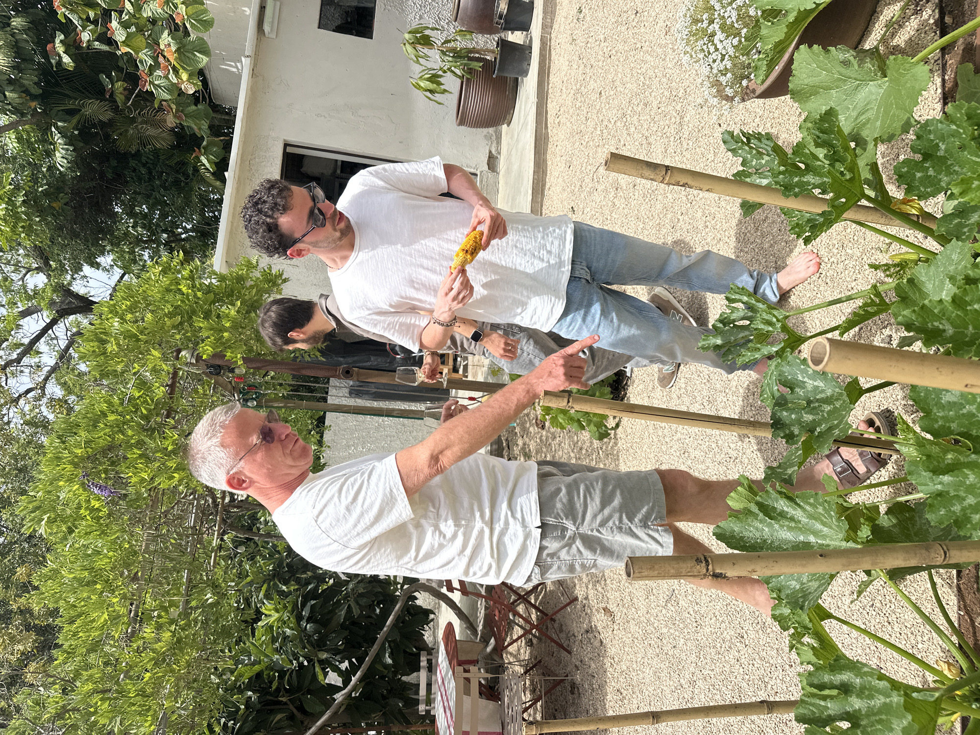 **Location:** The scene appears to be an outdoor garden setting, likely in Tel-Aviv, Israel, given the presence of drought-tolerant vegetation and the architectural style. The setting could be a private residence or a courtyard.
**People:**
* An older man with gray hair is wearing a white t-shirt and gray shorts. He is pointing with his right hand and looking towards someone or something to his right.
* A younger man wearing a white t-shirt and light-blue jeans. He is holding an ear of corn in his hands.
* Another person is partly visible between the two men, holding a wine glass.
**Objects:**
* Ear of corn
* Wine glass
* Bamboo sticks acting as support for plants
* Squash plants with large leaves.
* Potted plants and flowers
* White building in the background.
* Outdoor table and chairs.
**Actions:**
* The older man is pointing or directing attention to something.
* The younger man is holding and examining an ear of corn.
* The third person is holding a wine glass, possibly engaged in a conversation or observation.
**Interactions:**
* The older man is interacting with or addressing the younger man.
* The group appears to be in a social gathering or discussion in a garden.
**Environment:**
* Sunny day with natural light.
* A garden with various plants, including squash, potted plants, and trees.
* A white building is visible in the background.
* Gravel ground.