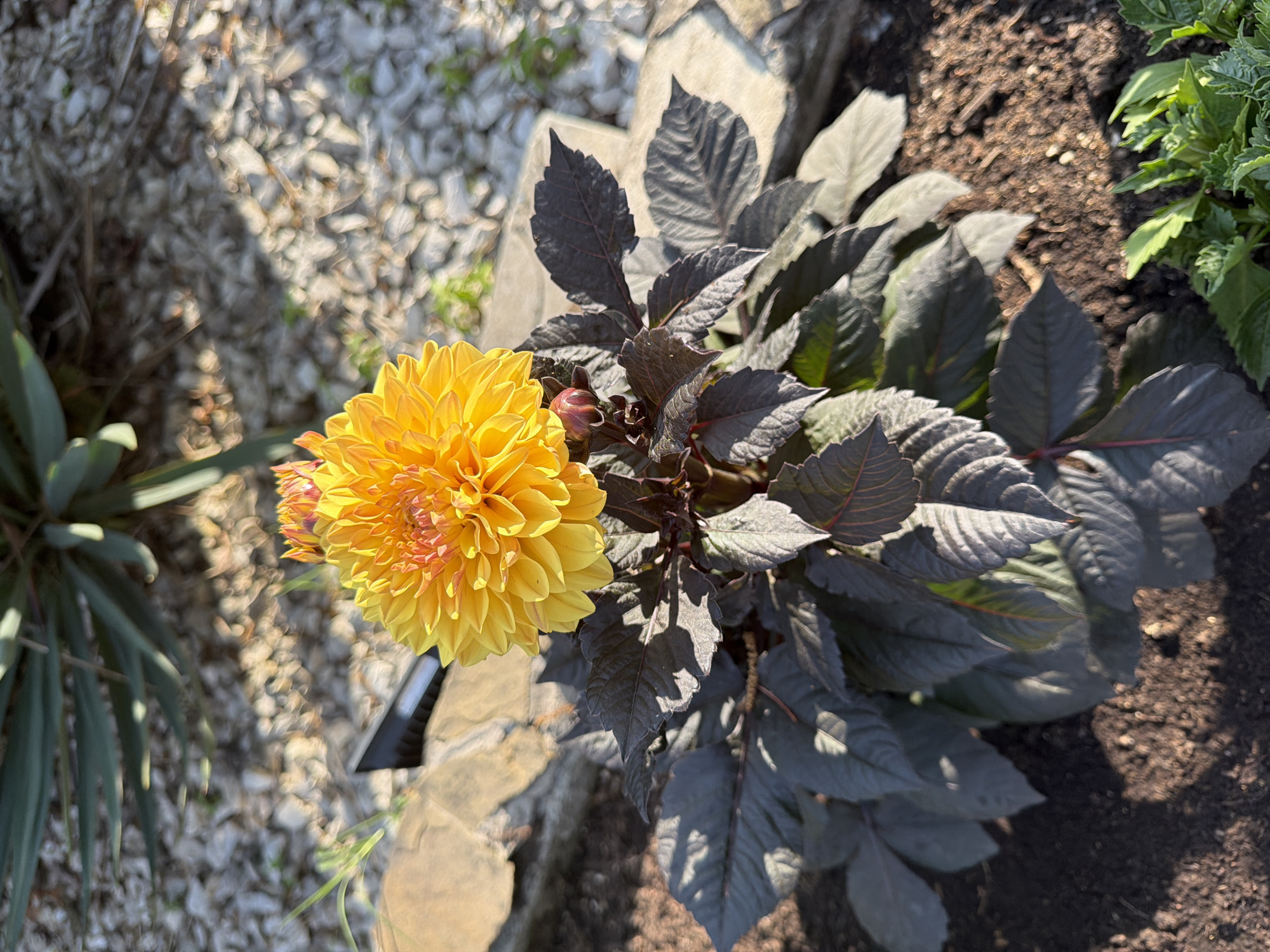 The image shows a close-up of a vibrant yellow dahlia flower with ruffled petals, set against a backdrop of dark foliage. The flower is the central subject, with its bright yellow and orange hues standing out. Surrounding the dahlia are dark, almost black leaves, creating a striking contrast. To the left of the flower, there is a spiky green plant, possibly a yucca, adding another texture to the scene. The ground beneath is a mixture of light-colored gravel and dark soil. Sunlight casts dappled shadows on the gravel and highlights the texture of the leaves.
The scene appears to be outdoors in a garden setting. The lighting suggests it is daytime, likely late morning or afternoon, given the strong sunlight and shadows. There are no people visible in the image. The overall impression is one of natural beauty and botanical interest. The dark foliage of the dahlia plant might indicate a specific cultivar, often chosen for its ornamental value in contrast with the flowers. The gravel path and the dark soil suggest a cultivated garden environment. The inclusion of a small, dark object, possibly a plant tag or marker, is visible near the base of the dahlia. The location context of Sochi, Russia, does not provide specific visual cues in this image, but it places the scene in a temperate climate suitable for growing dahlias.