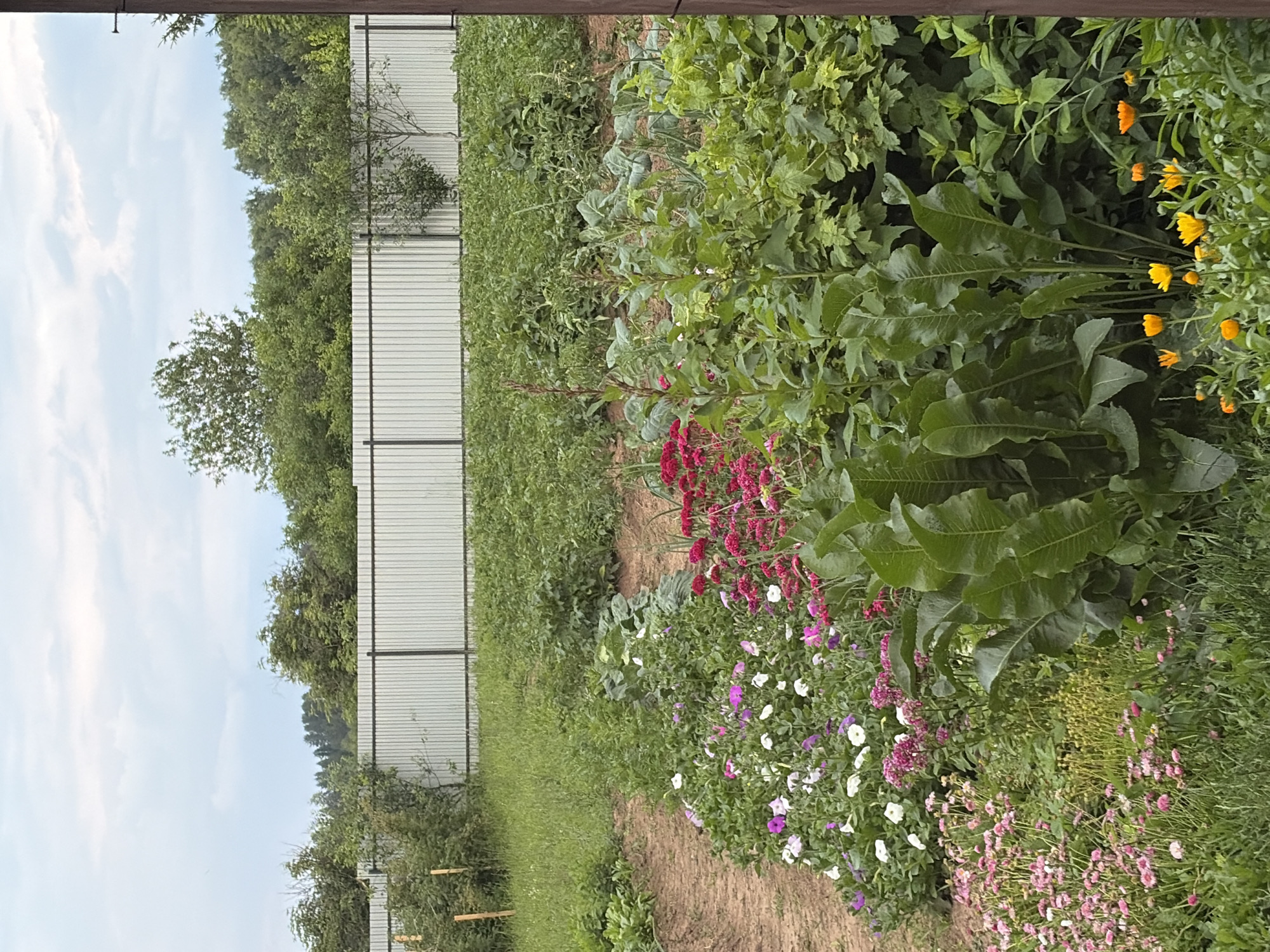 This image depicts a garden scene in Fokino, Russia. In the foreground, there are several beds of blooming flowers, including pink daisies and purple and white petunias. Behind the flowers, rows of various green plants, likely vegetables such as cabbage and tomatoes, are visible. A tall, ribbed green plant with large leaves stands prominently in the middle ground. A light-colored corrugated metal fence runs across the background, separating the garden from a treeline. The sky above is overcast with scattered clouds. The scene appears to be a residential or communal garden.