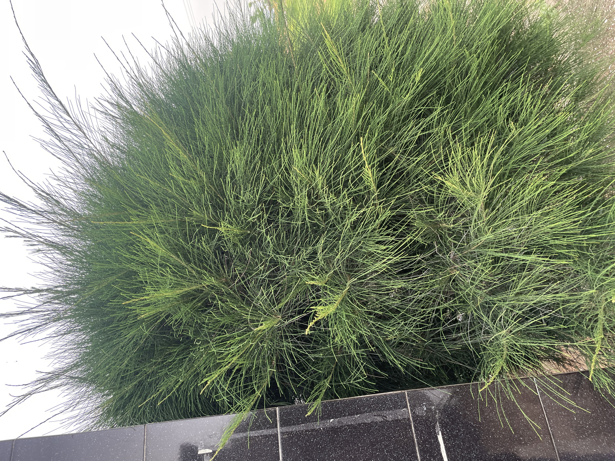 A full shot shows a bushy green plant with needle-like leaves on a cloudy day. The plant is located next to a dark gray tiled pillar. The background is a bright white, suggesting it might be overcast. The scene is outdoors, likely in Jauro Yinu, Nigeria, though no specific landmarks confirm this. There are no people or animals visible in the image.
