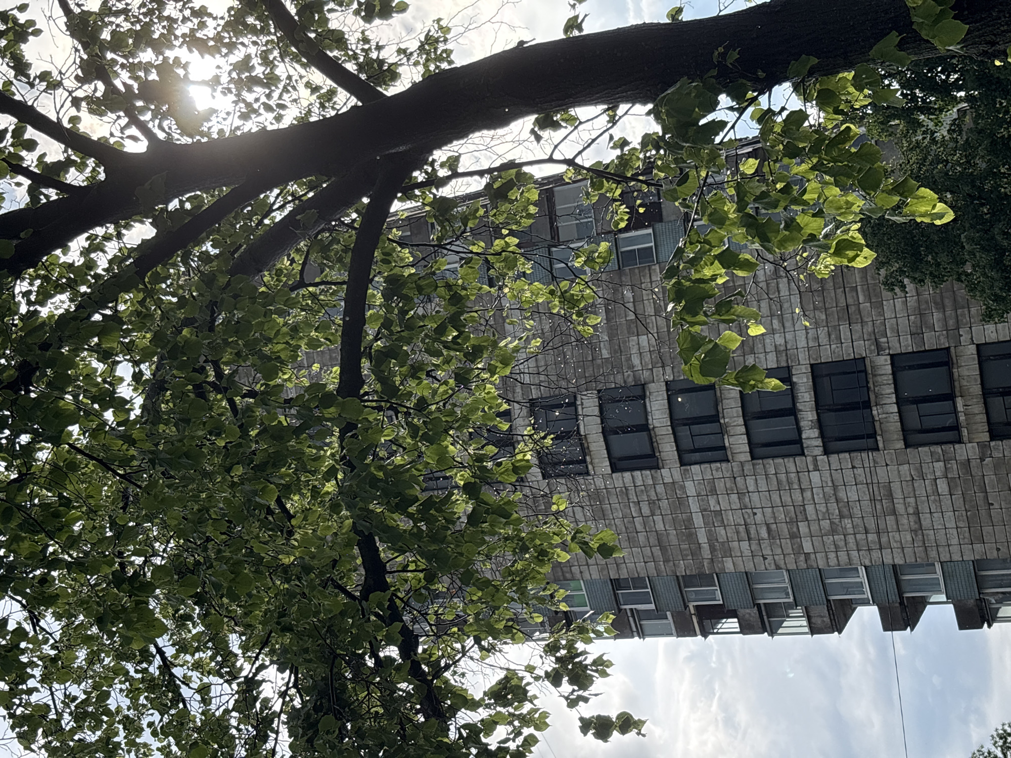 A tall, multi-story residential building, clad in grey, textured panels and featuring dark-framed windows and balconies, stands partially obscured by the lush green foliage of a large tree. The tree's branches and leaves, illuminated by sunlight filtering through the canopy, create a dappled effect on the building's facade and the sky. The sky is a mix of clouds and bright sun. This scene is typical of an urban environment in Saint Petersburg, Russia, where Soviet-era apartment blocks are commonly surrounded by mature trees.