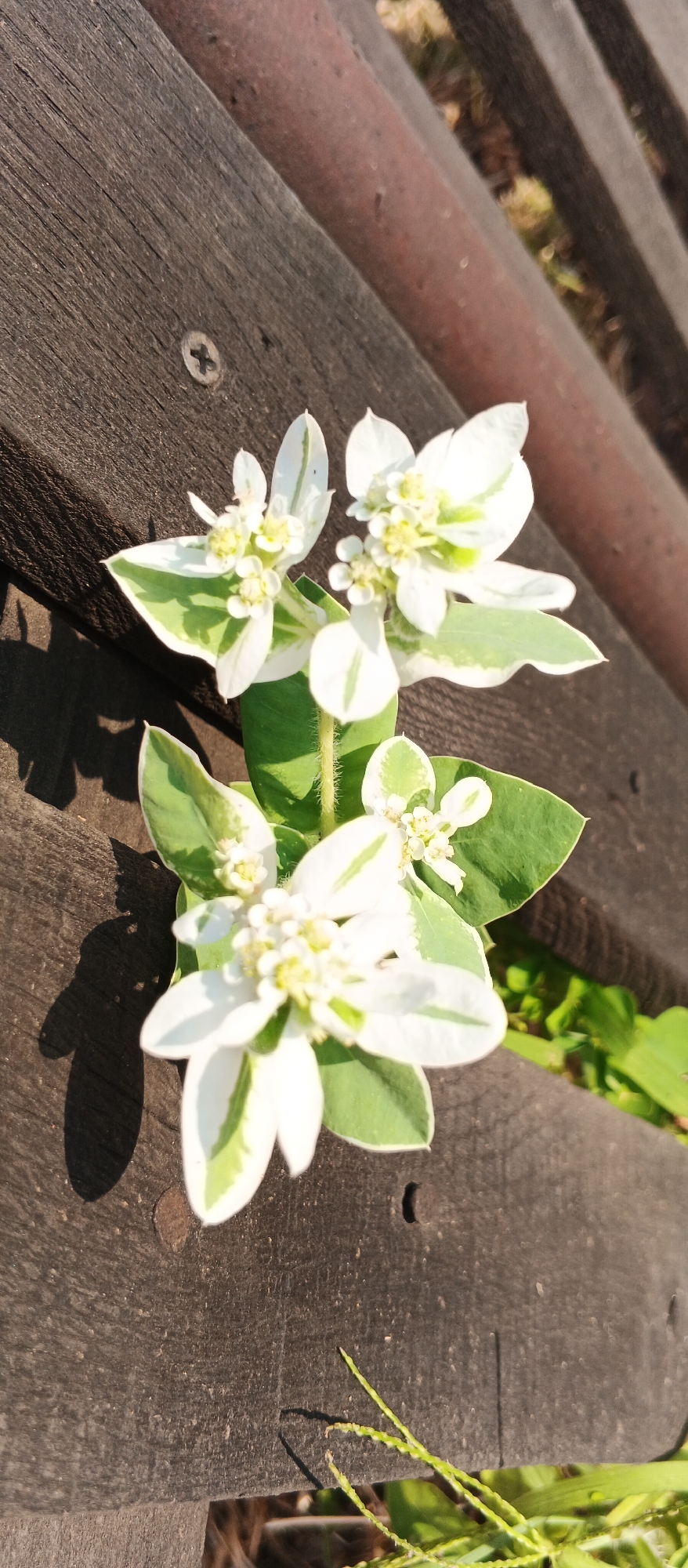 The image depicts a close-up, high-angle view of a cluster of small white flowers with green-edged bracts, resting on a weathered wooden surface. The wood appears to be part of an outdoor structure, possibly a bench or deck, with visible grain patterns, screws, and some debris. The flowers are delicate, with multiple small white florets clustered at the center of each bloom, surrounded by distinctive white and green petal-like structures. The lighting suggests it is daytime, with harsh shadows cast by the flowers and the wooden planks. In the background, glimpses of green foliage and what appears to be a rusted metal object are visible. The setting is a public outdoor area, and no people are present. The overall impression is one of natural beauty juxtaposed with man-made materials.