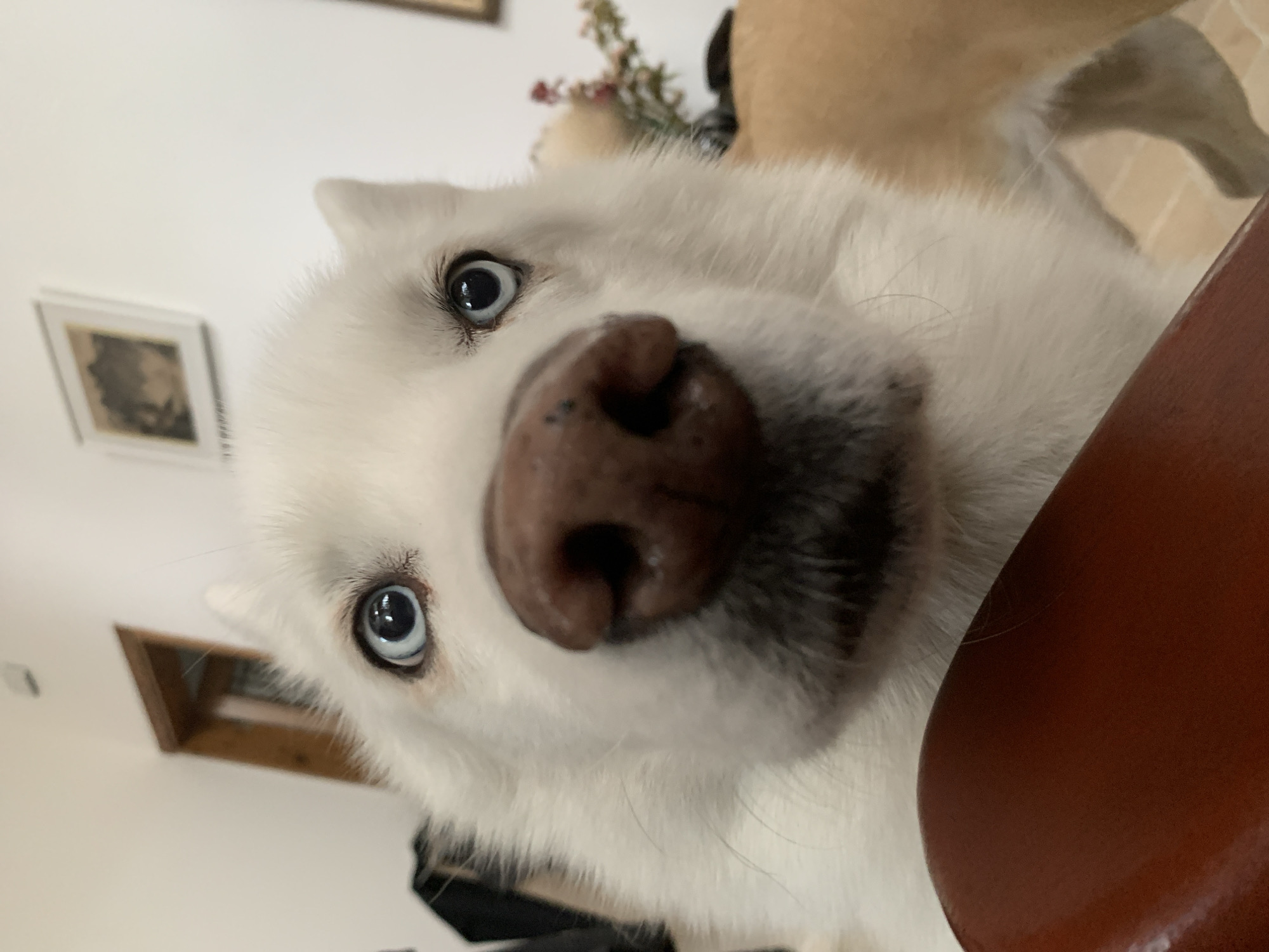 A close-up, tilted view focuses on a white husky-type dog. The dog has striking, light blue eyes and a large, brown nose prominently positioned in the foreground. Its white fur is thick. The dog's head is angled towards the camera, creating a slightly off-kilter perspective. Behind the dog, there are hints of an interior setting, including a picture frame on the wall, a window, and a glimpse of a light-colored dog. A dark brown, rounded object is located at the bottom right corner. The image has no indications of the city of Tel-Aviv.